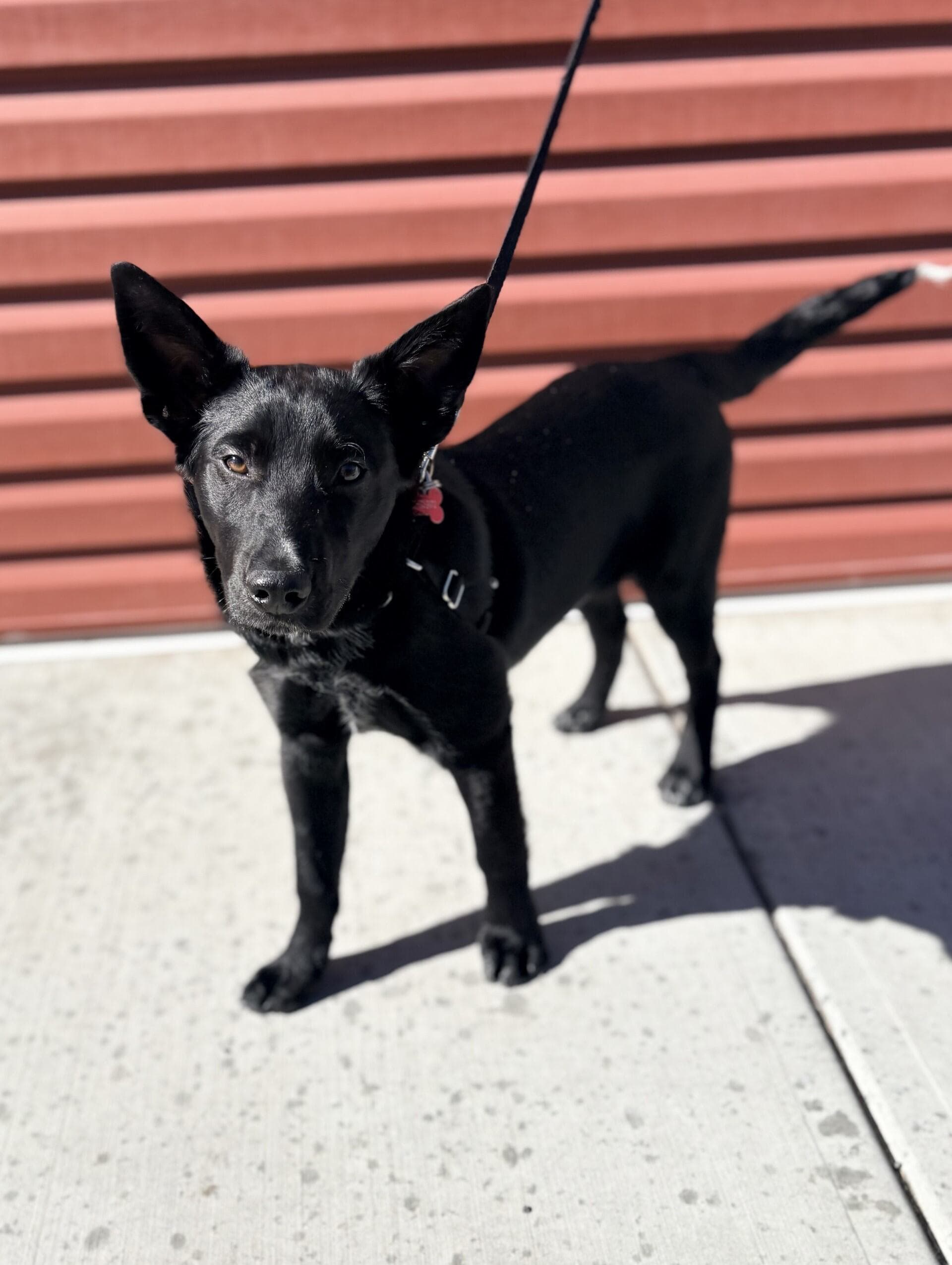 Langdon - Mixed available for adoption at Cochrane Humane Society in Calgary