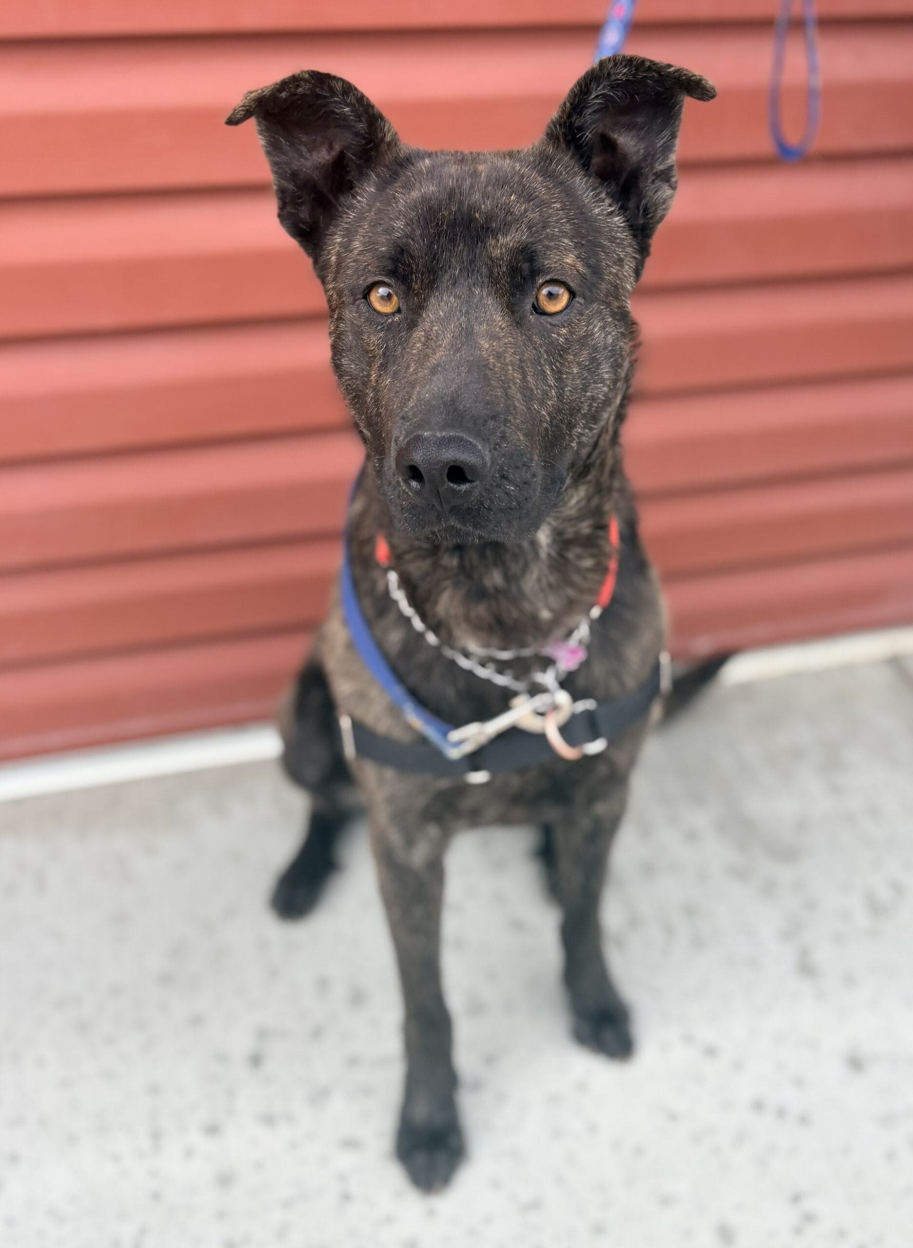 Elmer - Mixed available for adoption at Cochrane Humane Society in Calgary