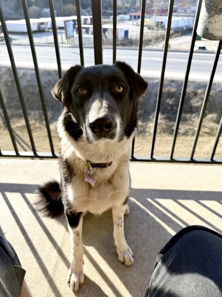 Bud - Mixed available for adoption at Cochrane Humane Society in Calgary