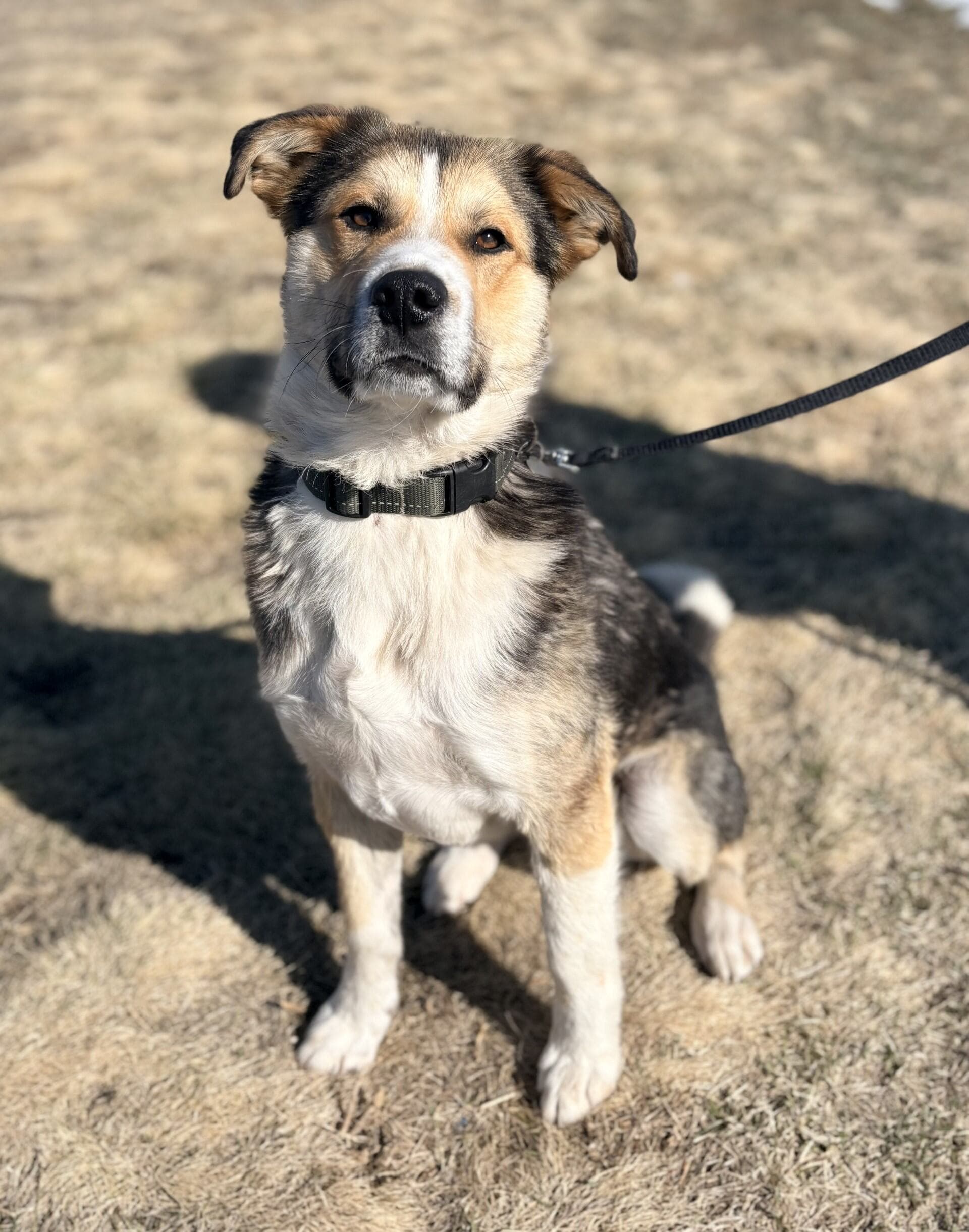 Chester - Mixed available for adoption at Cochrane Humane Society in Calgary