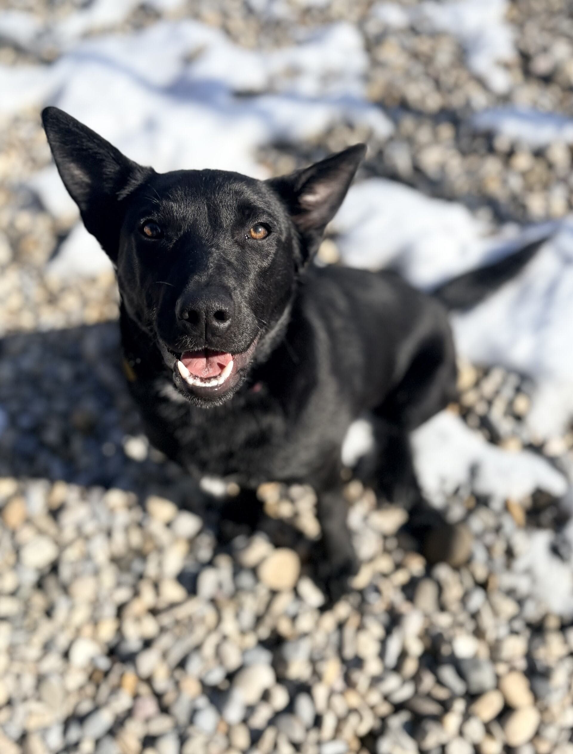 Sugar Plum - Mixed available for adoption at Cochrane Humane Society in Calgary