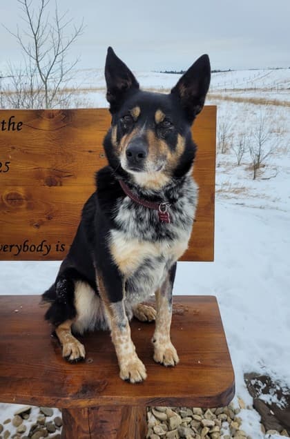 Tobey - Mixed available for adoption at Cochrane Humane Society in Calgary