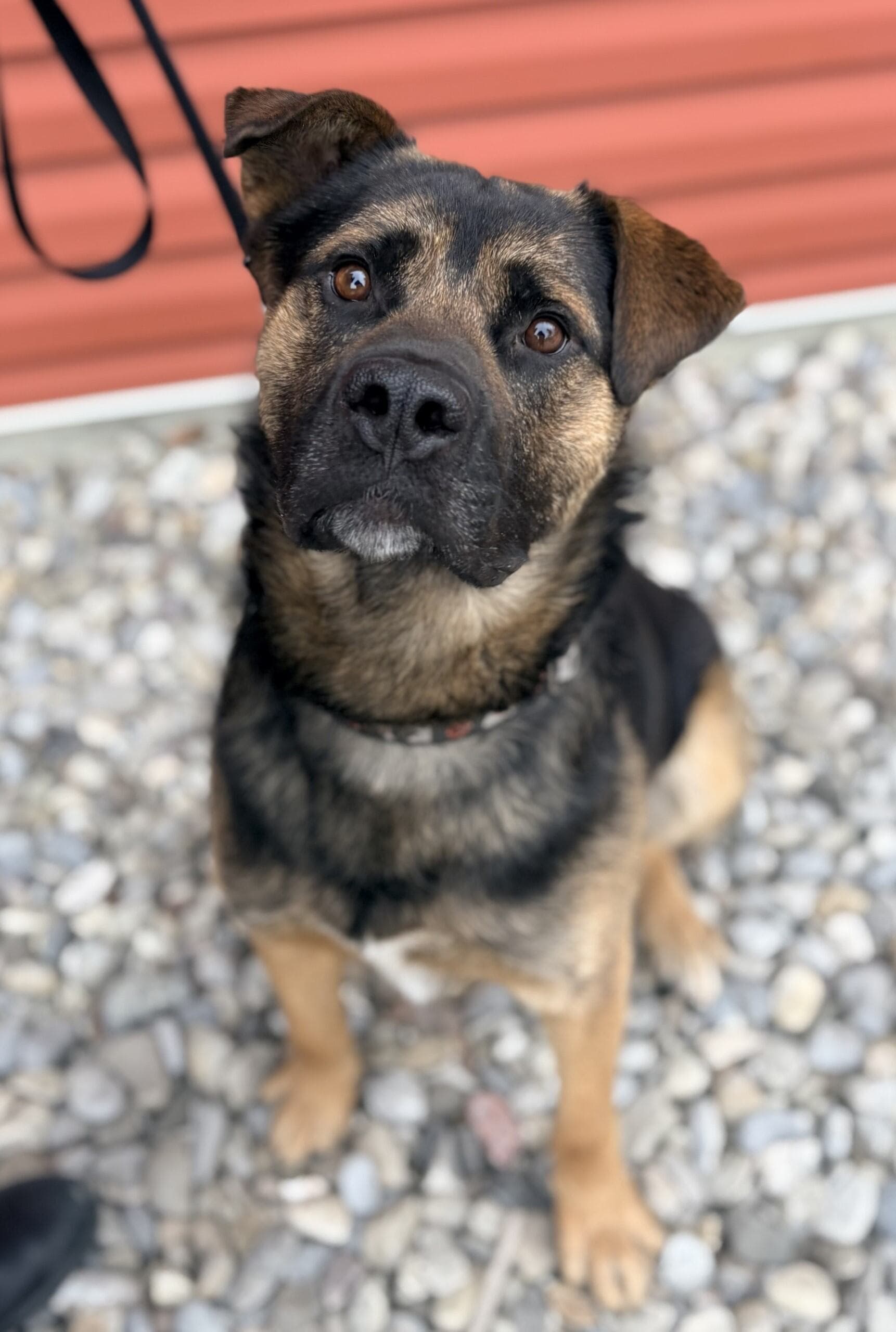 Romeo - Mixed available for adoption at Cochrane Humane Society in Calgary