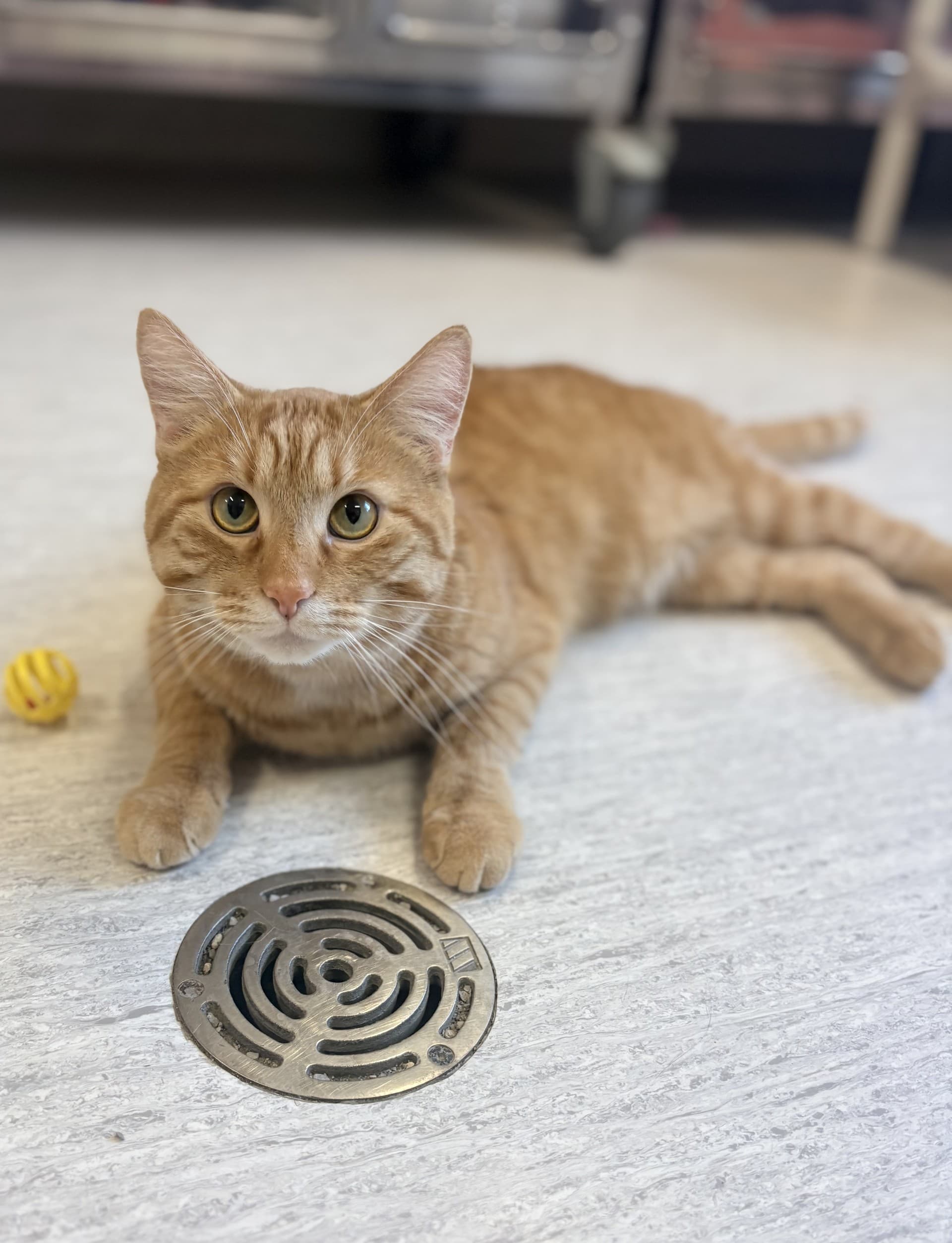 Chimichanga - DSH cat available for adoption at Cochrane Humane Society in Calgary
