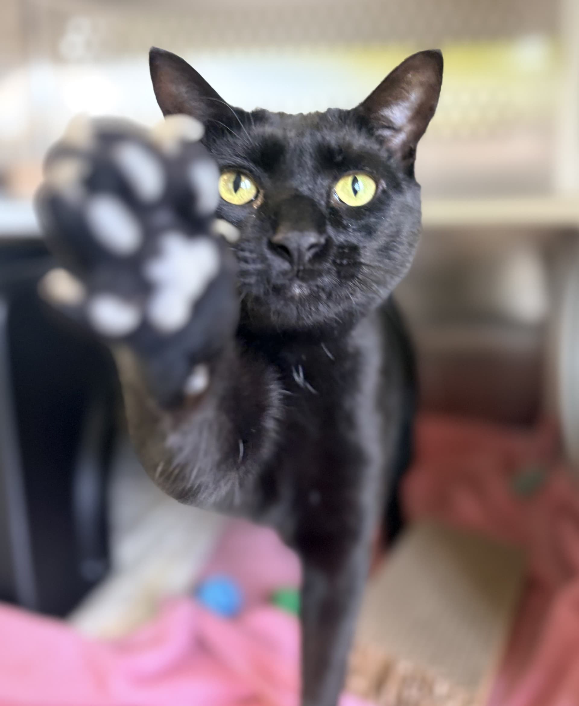 Scream Cheese - DSH cat available for adoption at Cochrane Humane Society in Calgary
