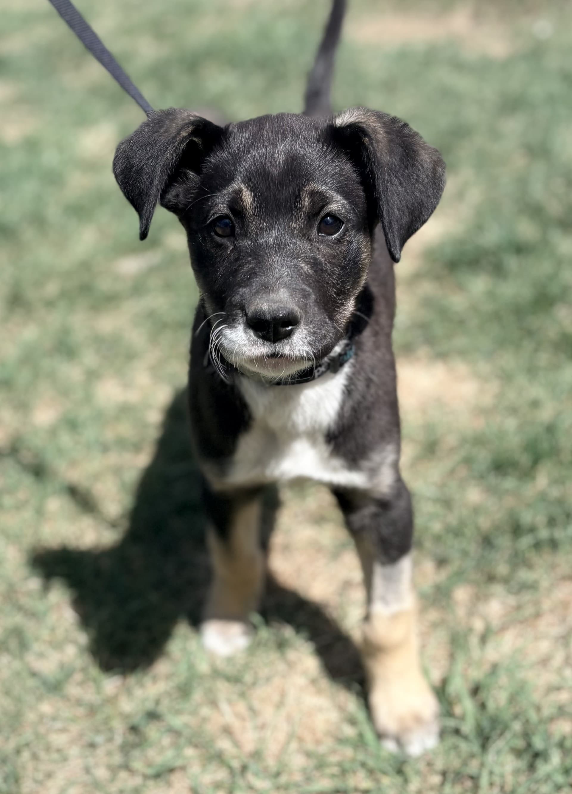 Janet - Mixed available for adoption at Cochrane Humane Society in Calgary