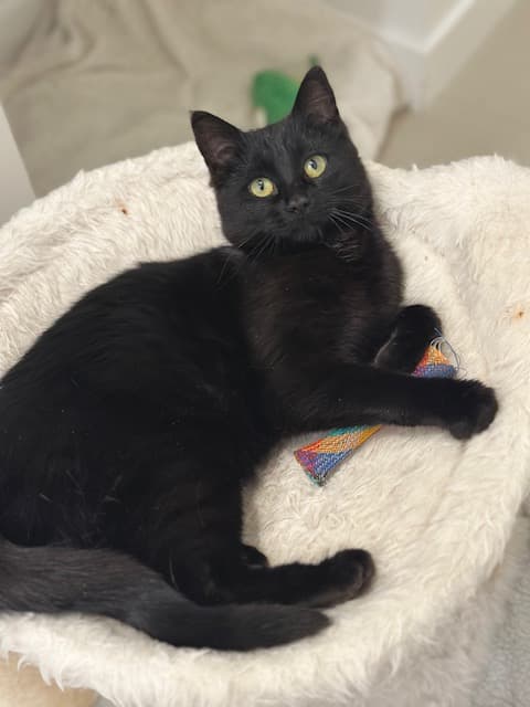Fey - DSH cat available for adoption at Cochrane Humane Society in Calgary