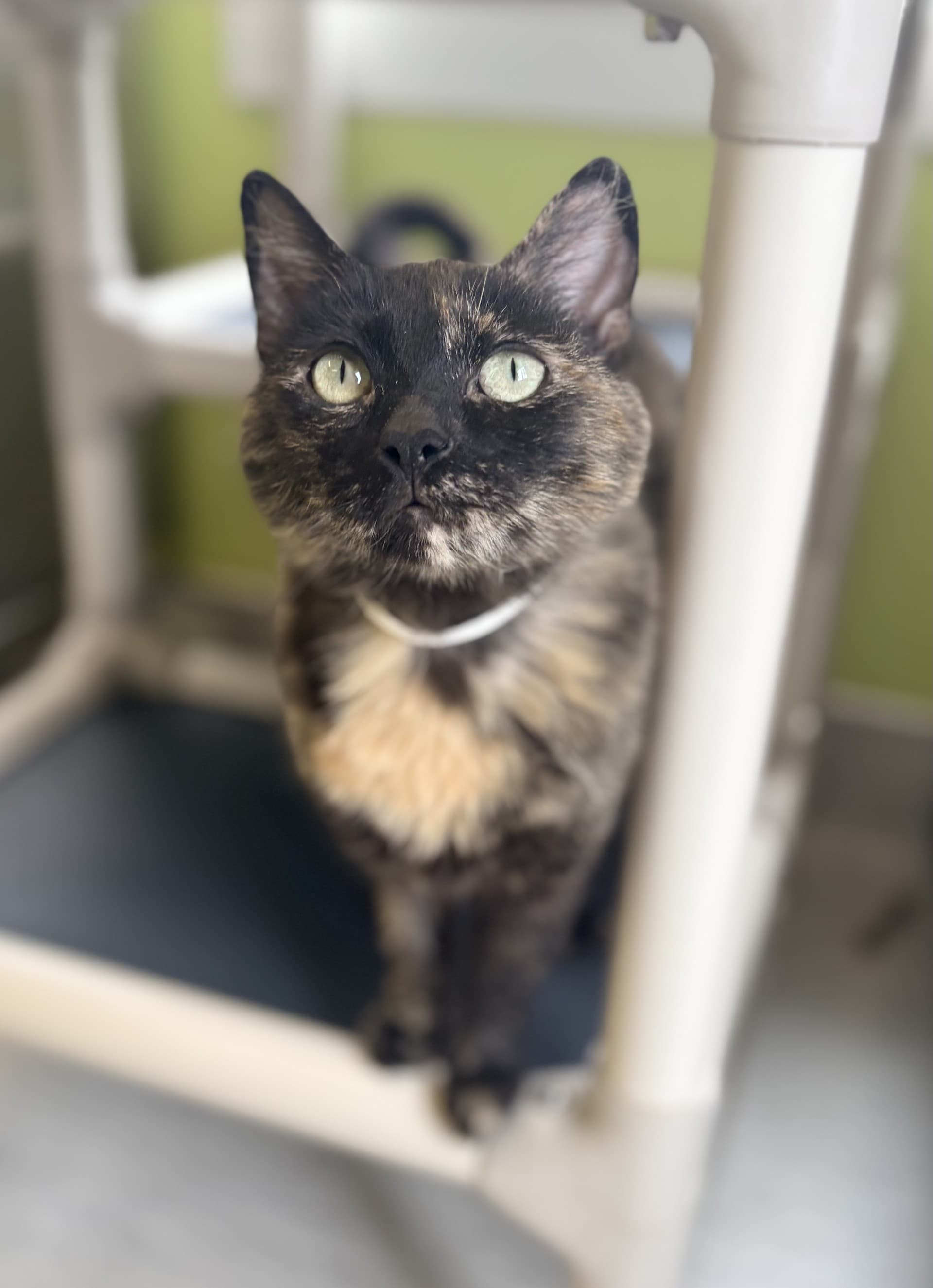 Brenda - DSH cat available for adoption at Cochrane Humane Society in Calgary