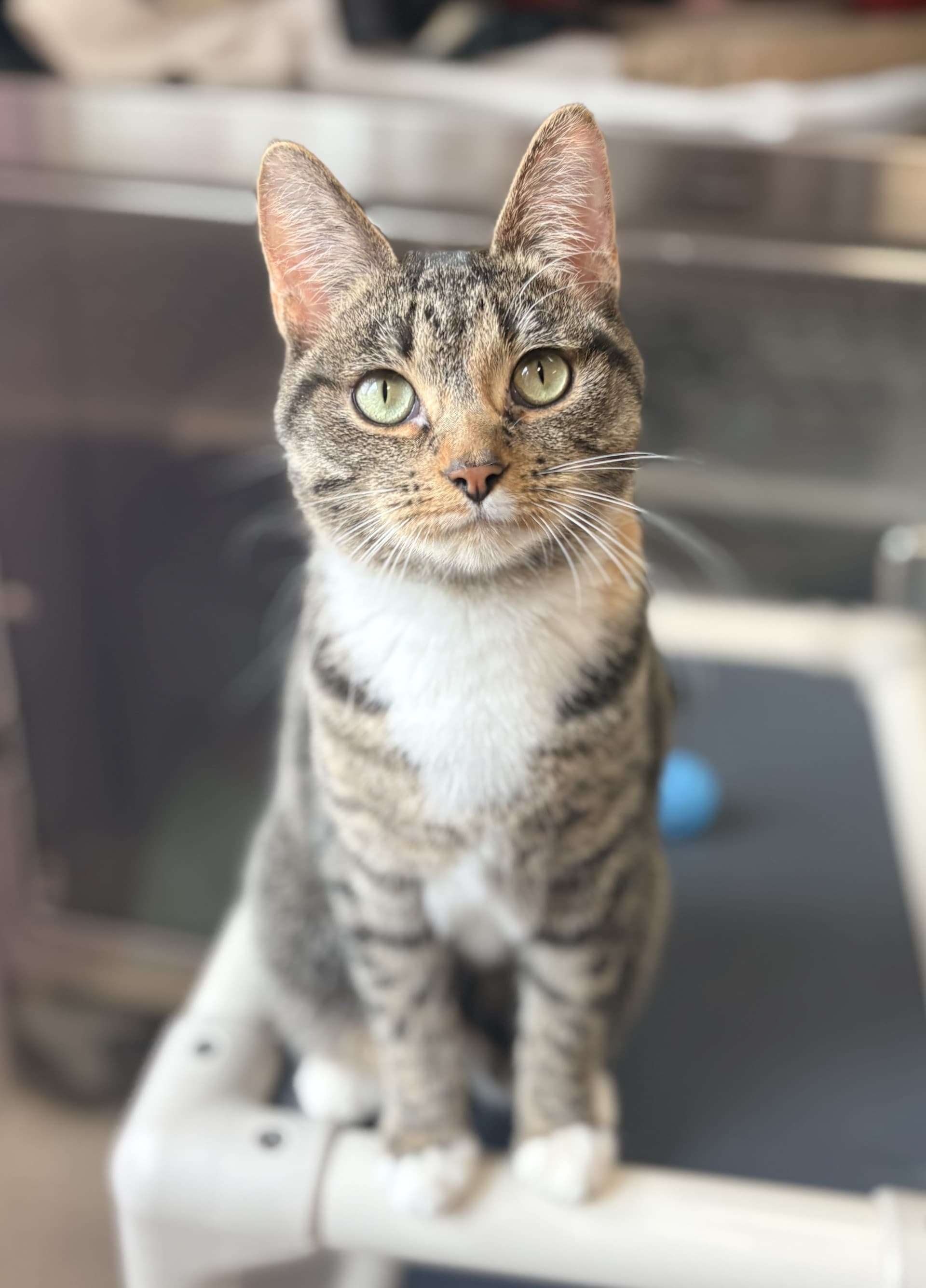 Ruby - DSH cat available for adoption at Cochrane Humane Society in Calgary