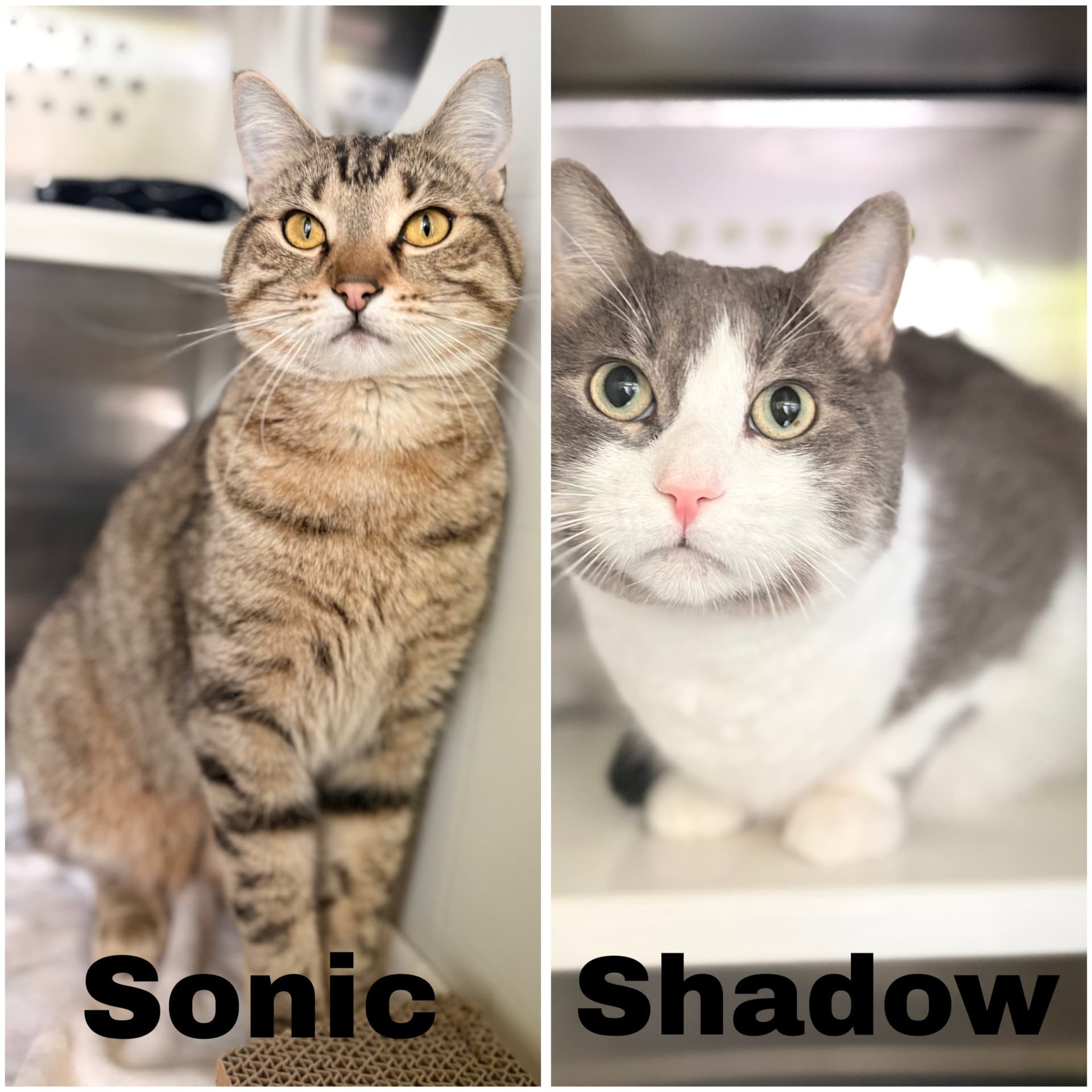 Sonic & Shadow - DSH cat available for adoption at Cochrane Humane Society in Calgary