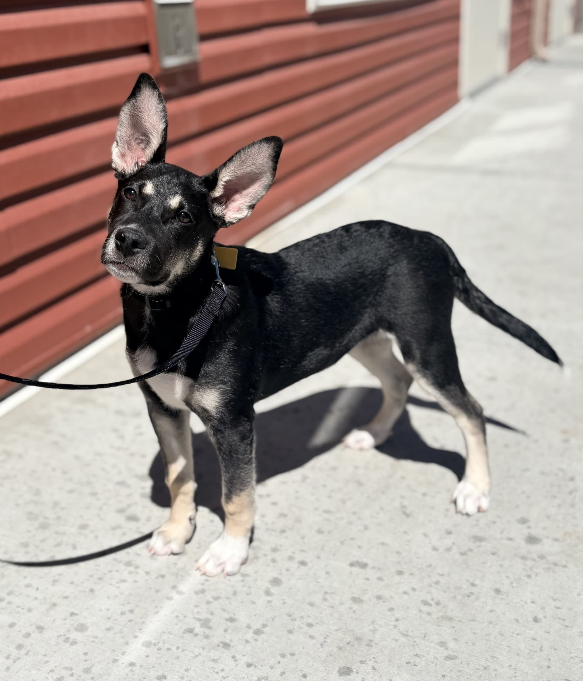 Bob - Mixed available for adoption at Cochrane Humane Society in Calgary