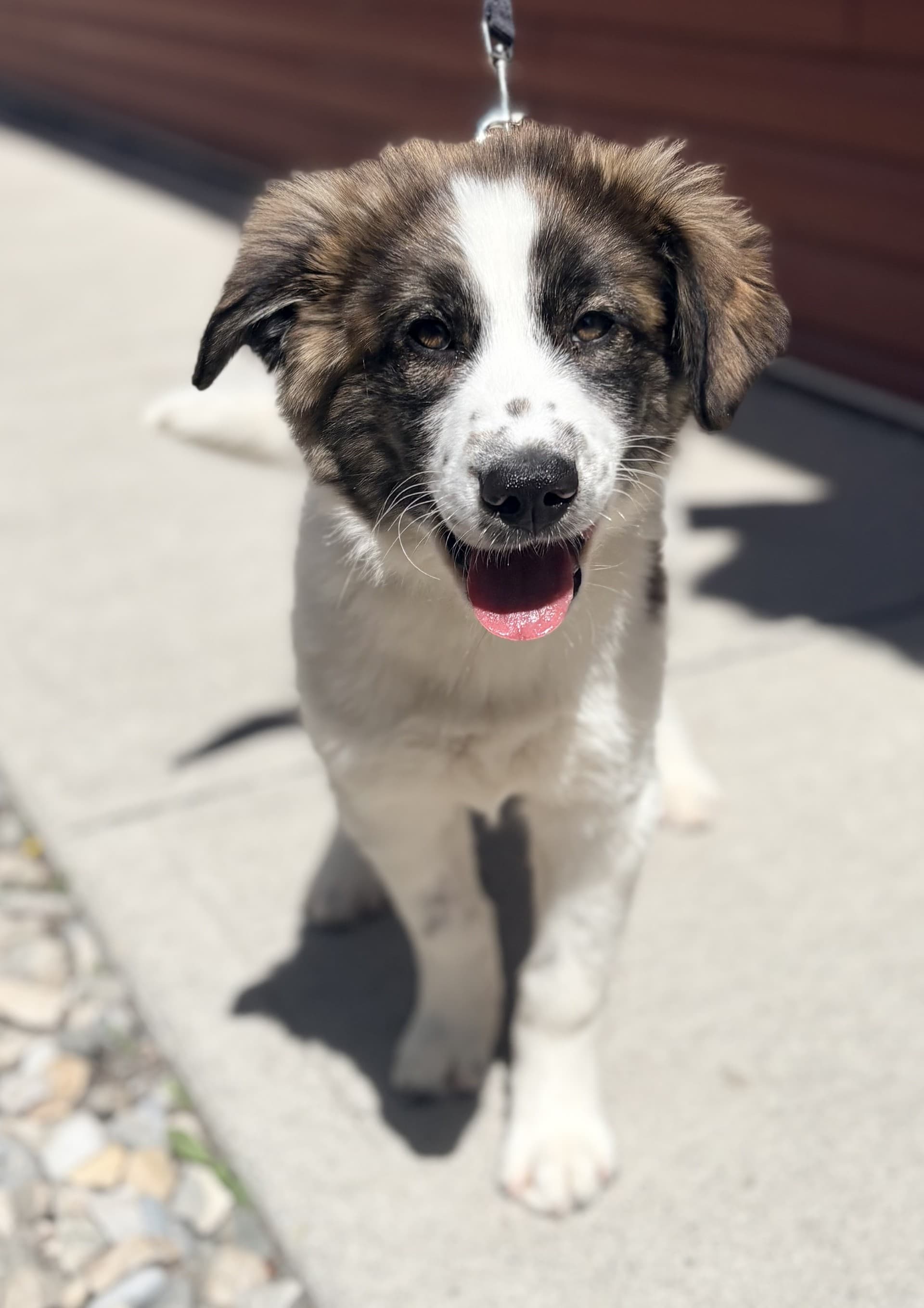 Ruger - Mixed available for adoption at Cochrane Humane Society in Calgary