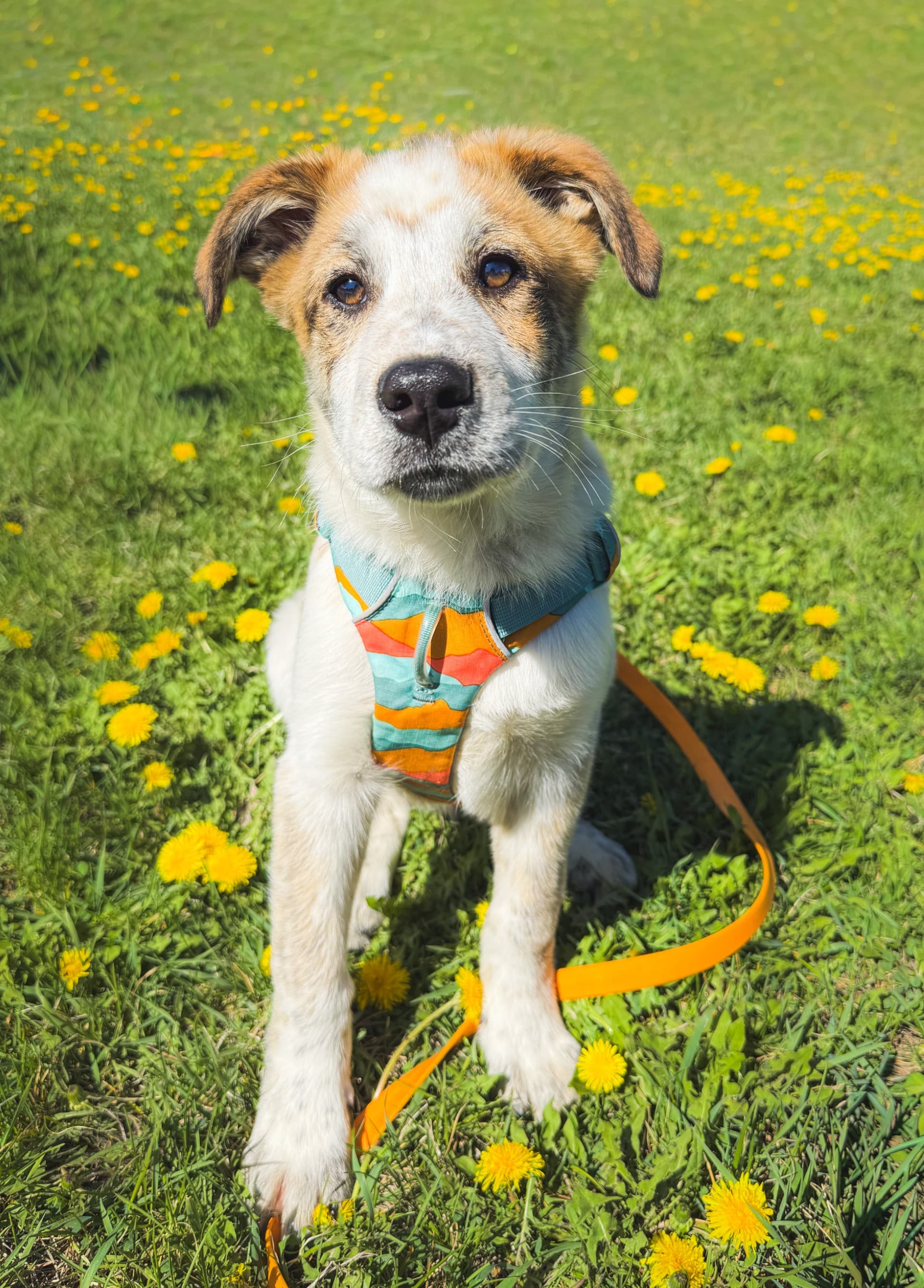 Wesson - Mixed available for adoption at Cochrane Humane Society in Calgary