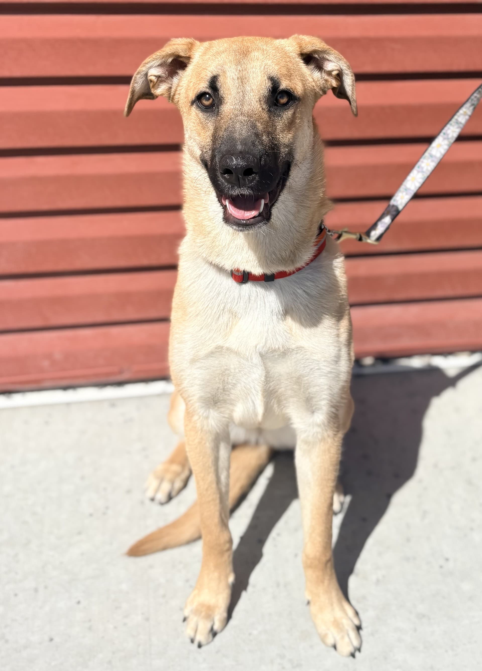 Kris - Mixed available for adoption at Cochrane Humane Society in Calgary