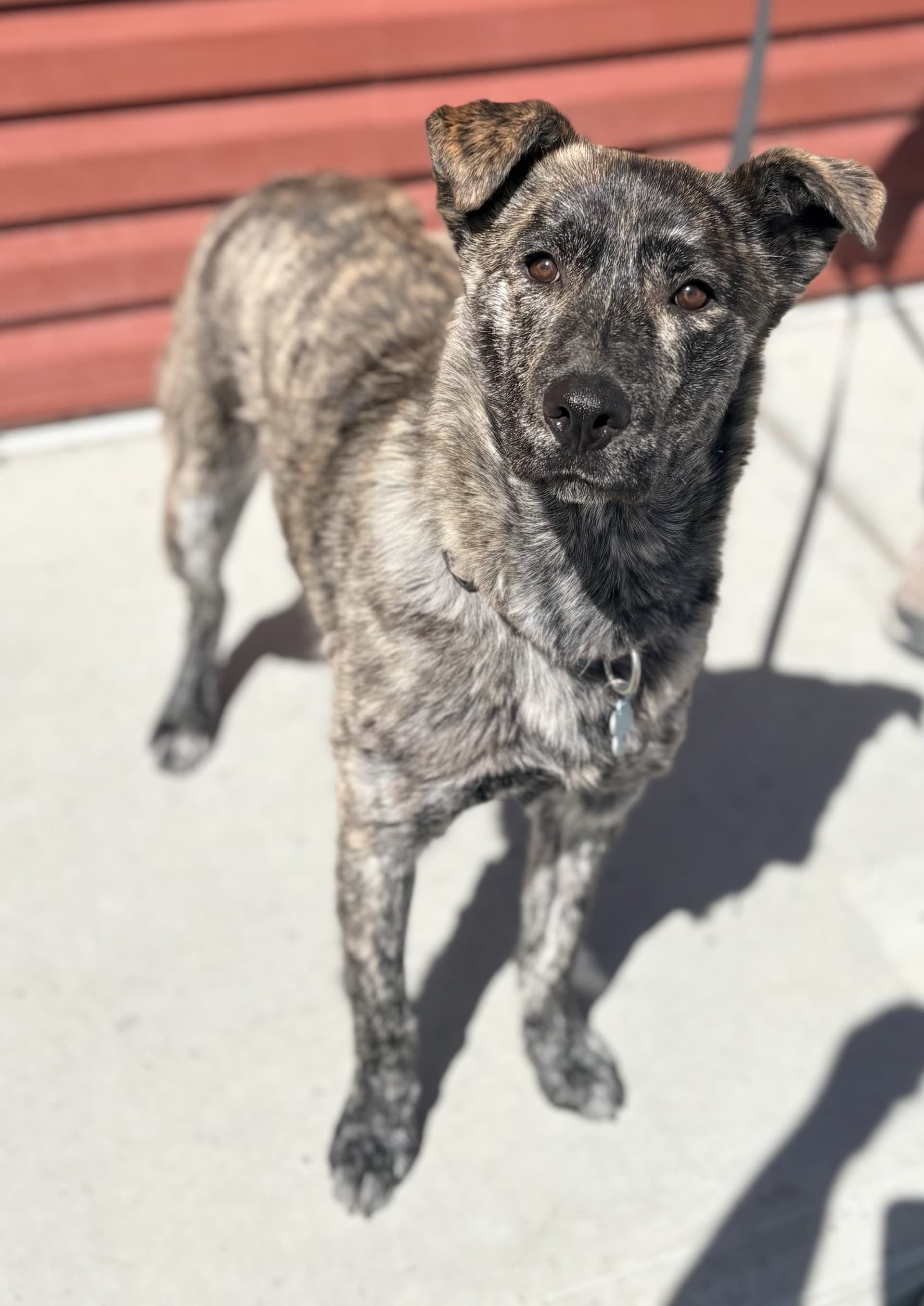 Lady - Mixed available for adoption at Cochrane Humane Society in Calgary