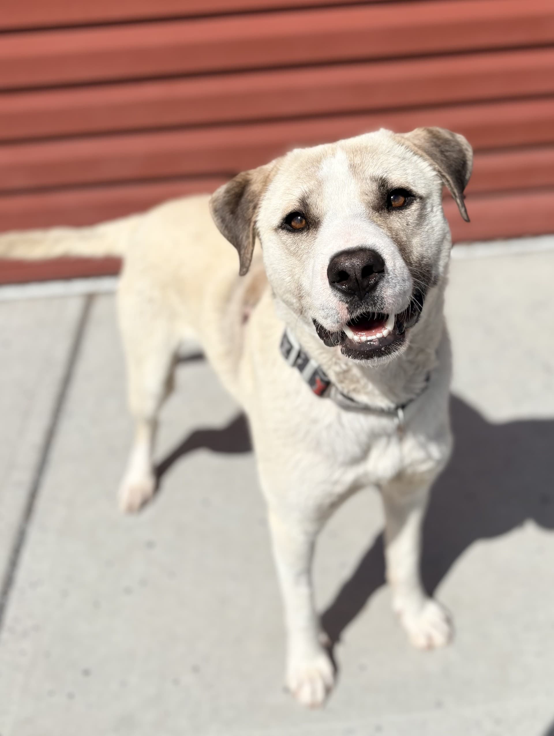 Leonard - Mixed available for adoption at Cochrane Humane Society in Calgary