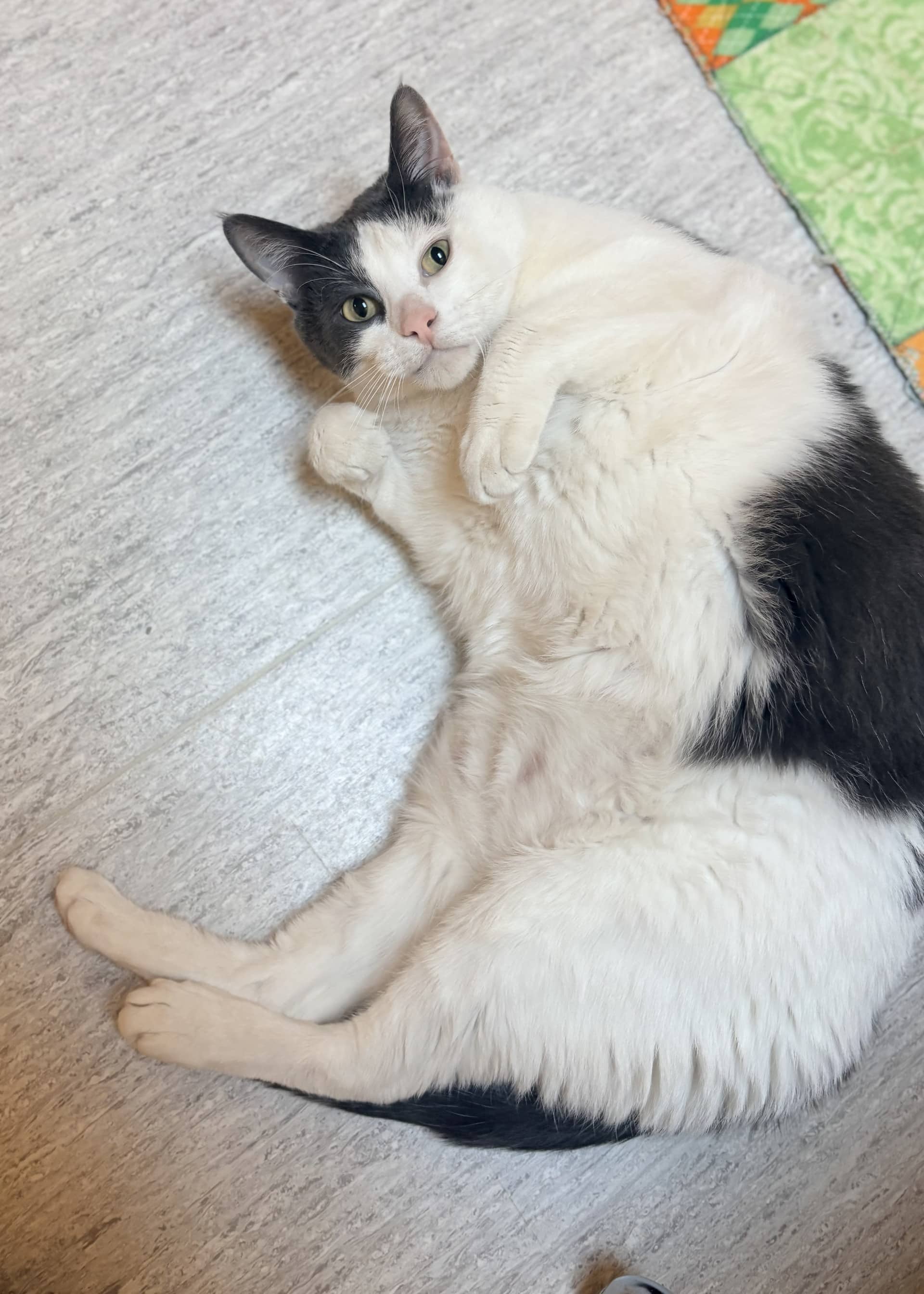 Ash - DSH available for adoption