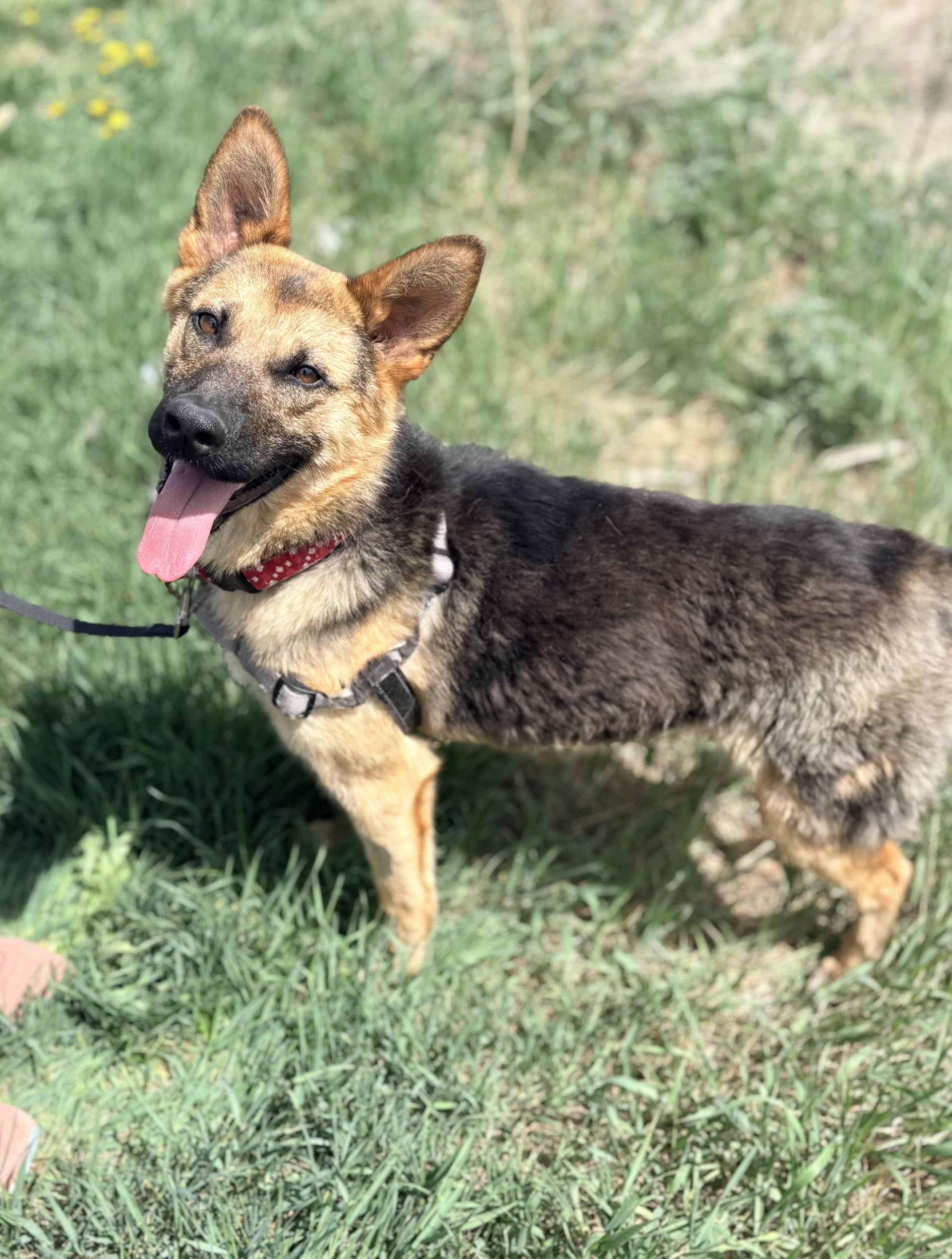 Eugene - Mixed available for adoption at Cochrane Humane Society in Calgary