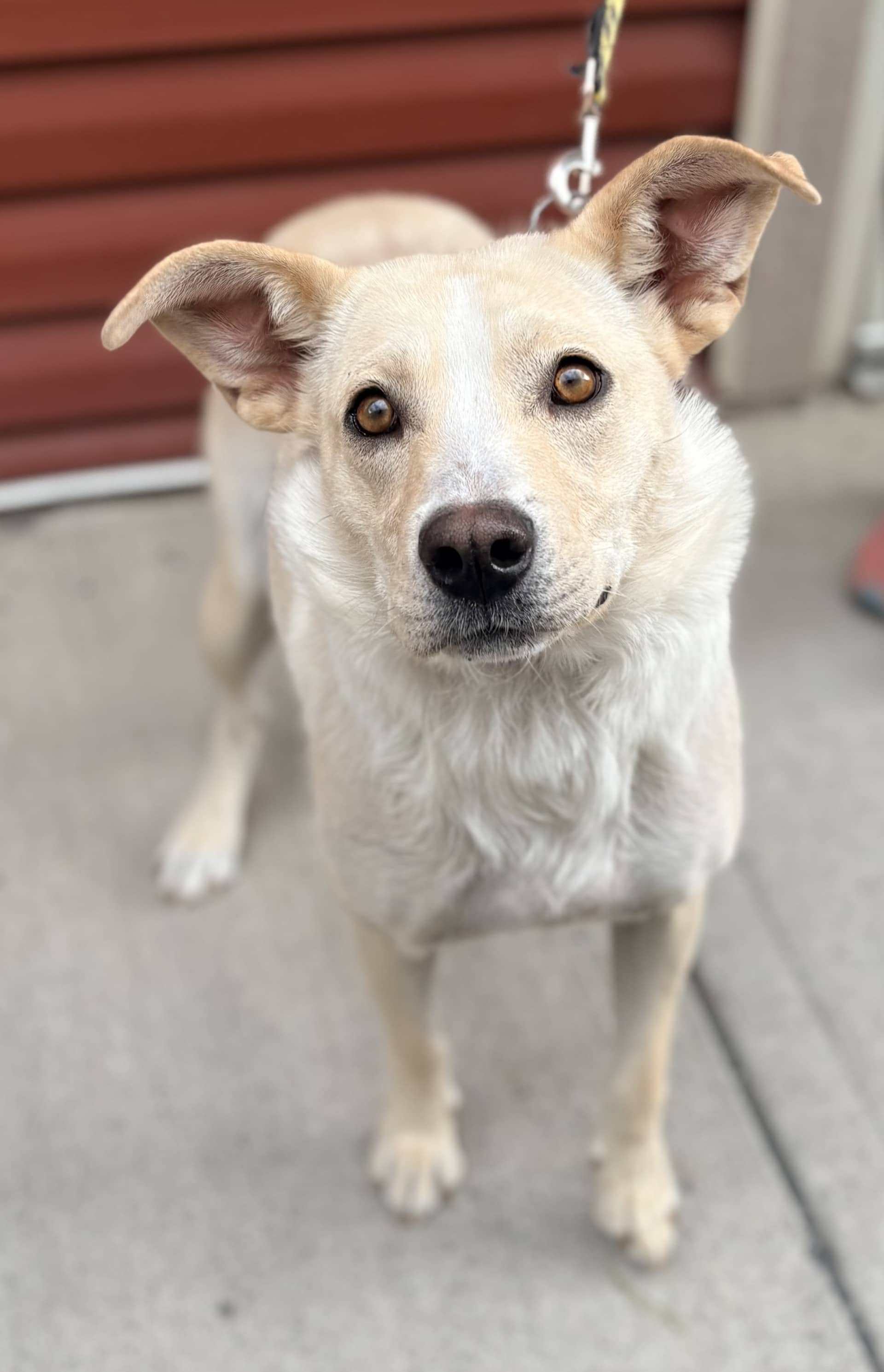 Tess - Mixed available for adoption at Cochrane Humane Society in Calgary (1 of 2)