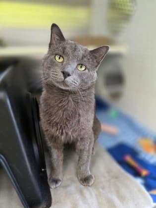 Sterling - DSH cat available for adoption at Cochrane Humane Society in Calgary