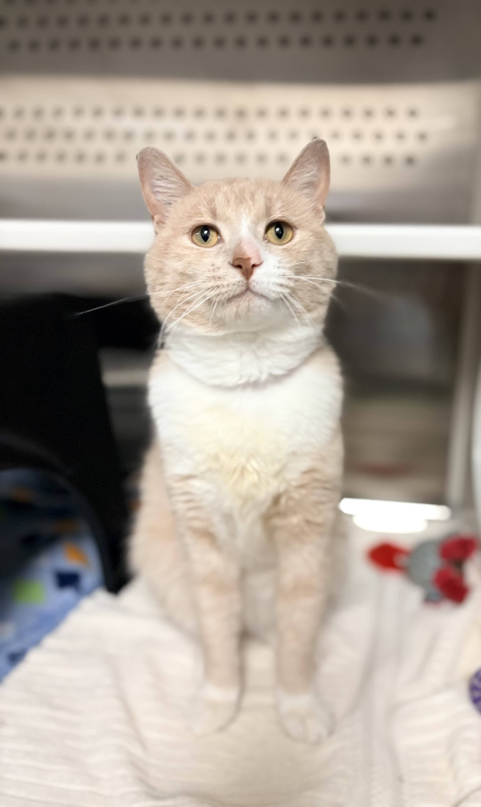 Elwood - DSH cat available for adoption at Cochrane Humane Society in Calgary
