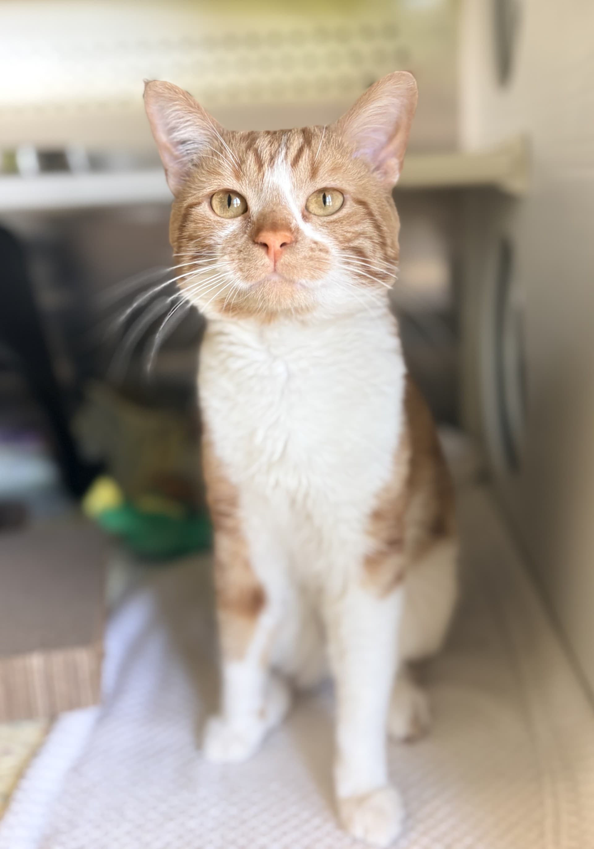 Trapper - DSH cat available for adoption at Cochrane Humane Society in Calgary
