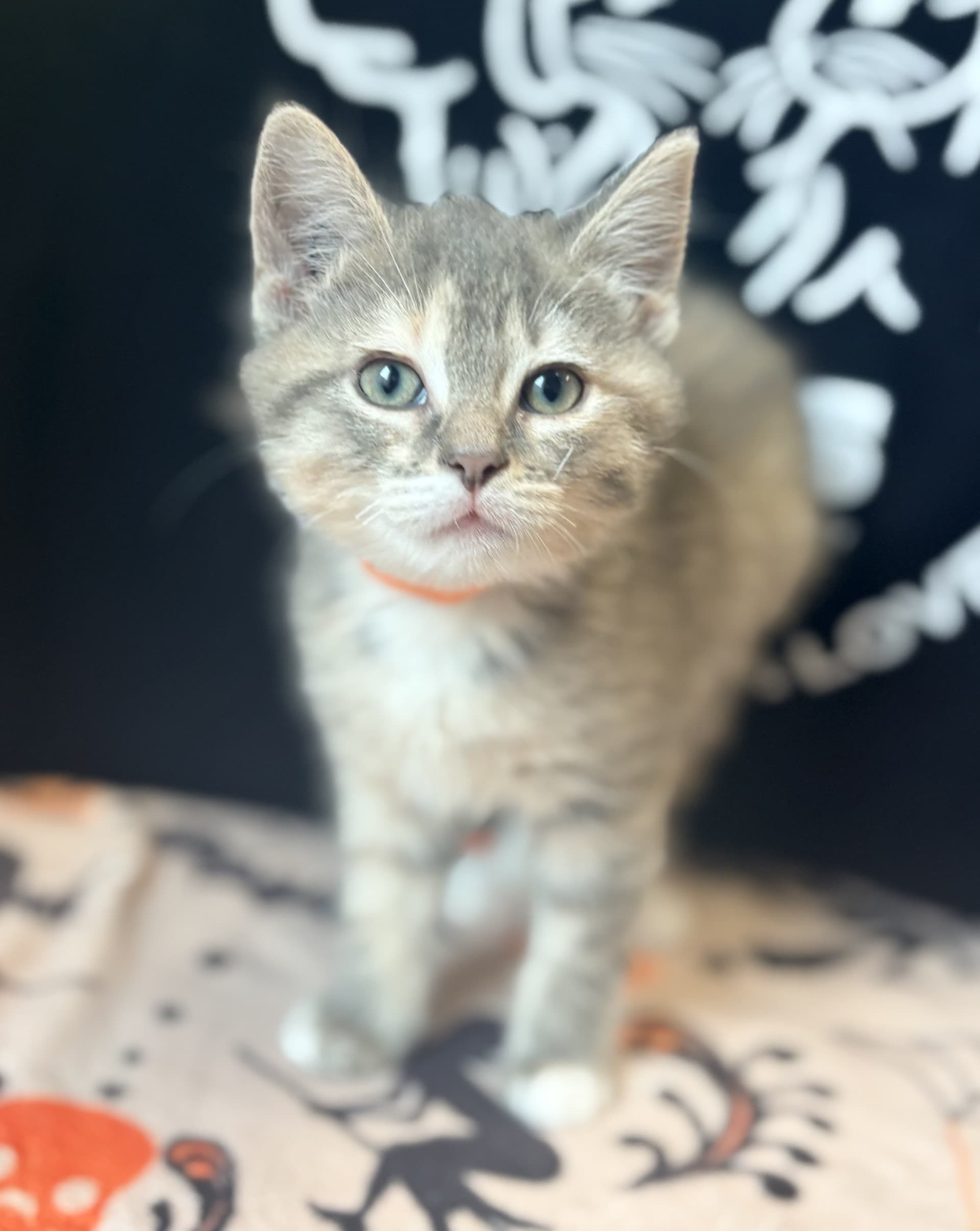 Friend Owl - DMH cat available for adoption at Cochrane Humane Society in Calgary