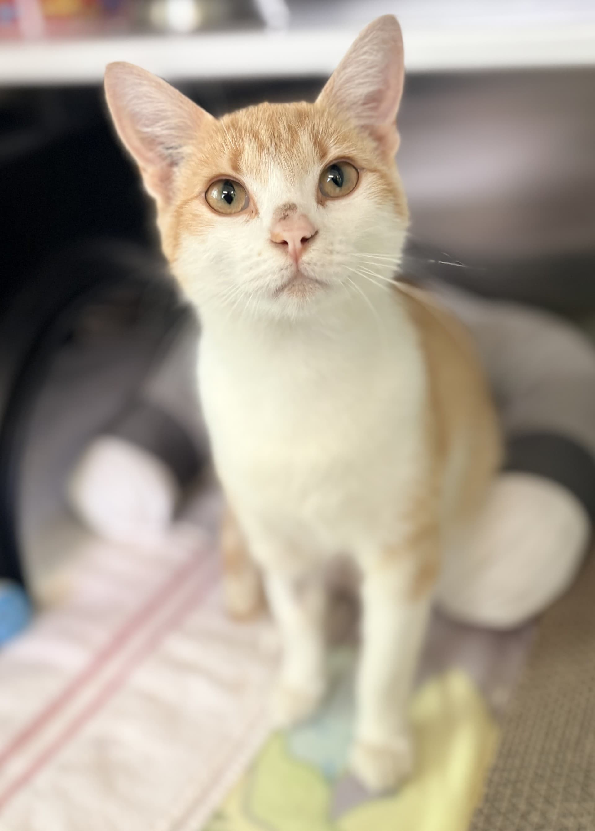 Twinkle - DSH cat available for adoption at Cochrane Humane Society in Calgary