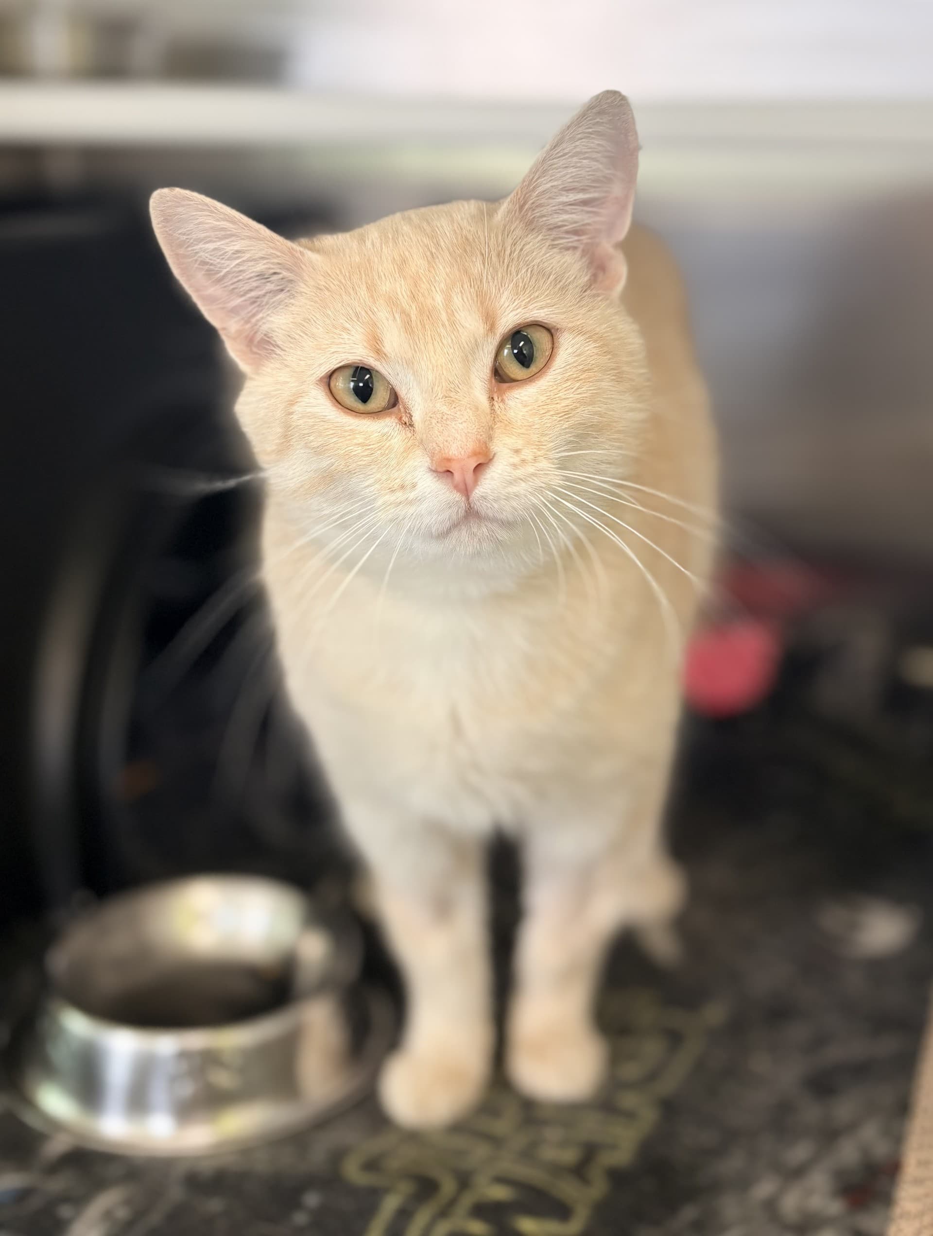 Carolyn - DSH cat available for adoption at Cochrane Humane Society in Calgary