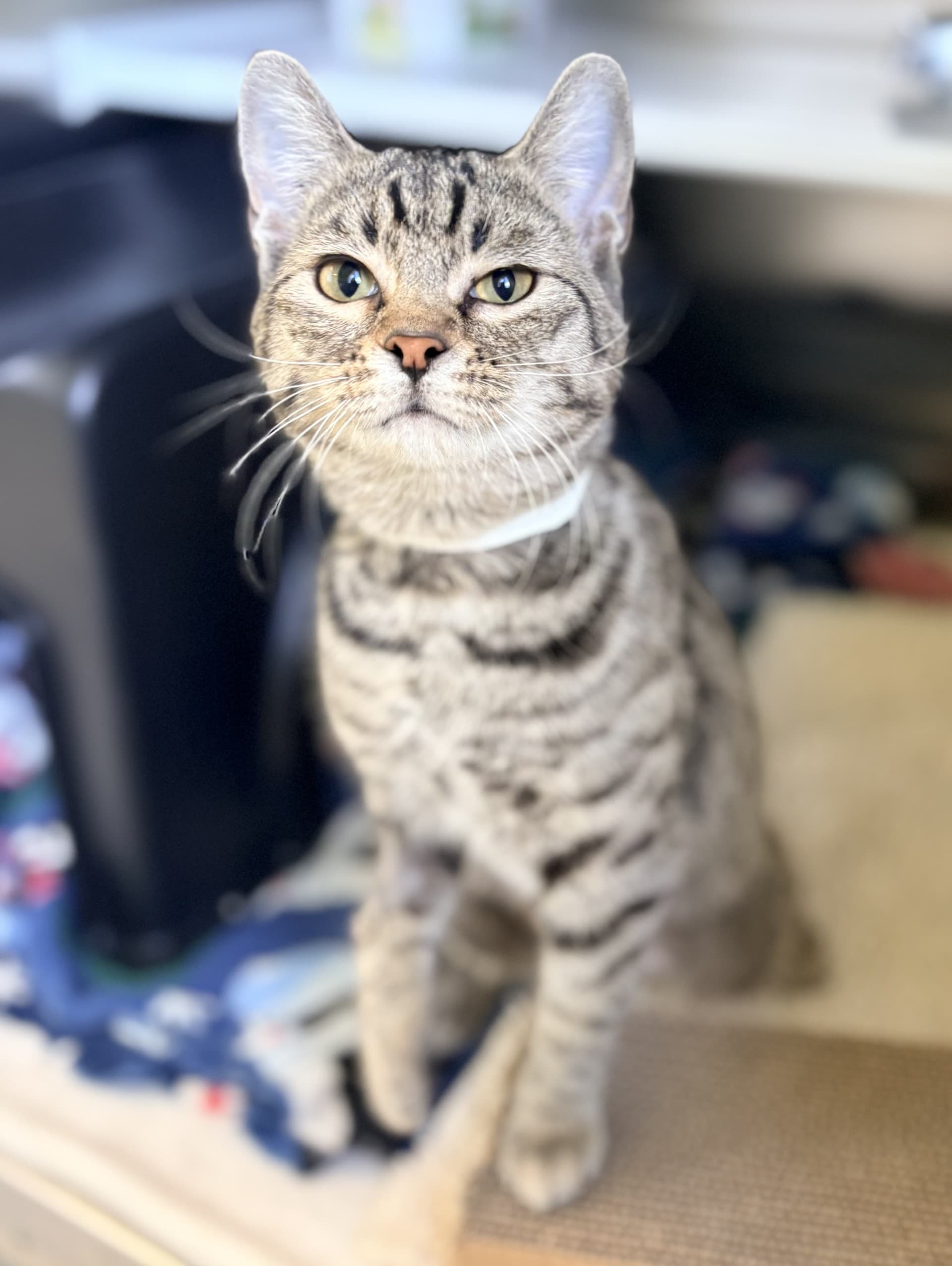 Frankie - DSH cat available for adoption at Cochrane Humane Society in Calgary
