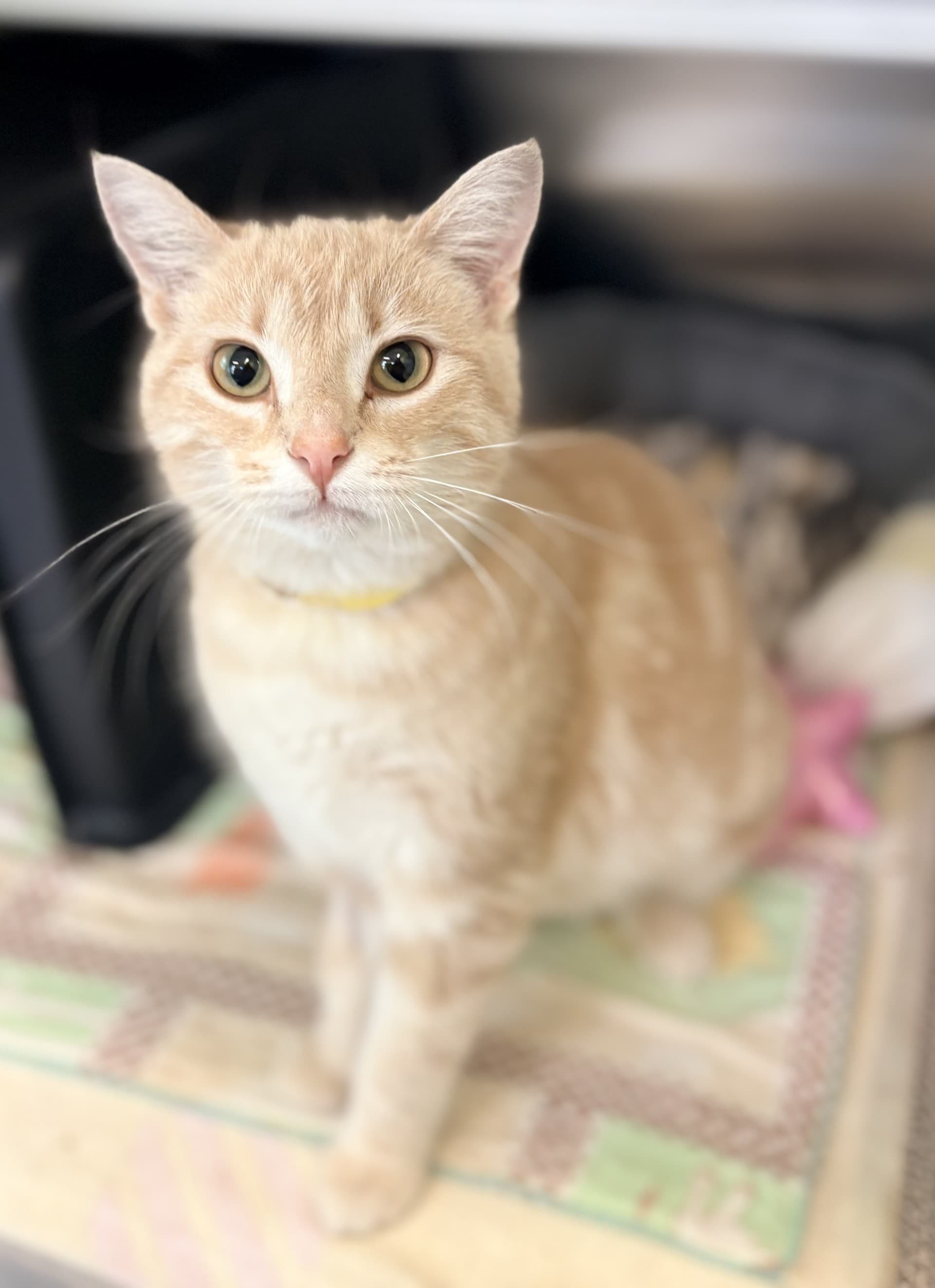 Carmen - DSH cat available for adoption at Cochrane Humane Society in Calgary