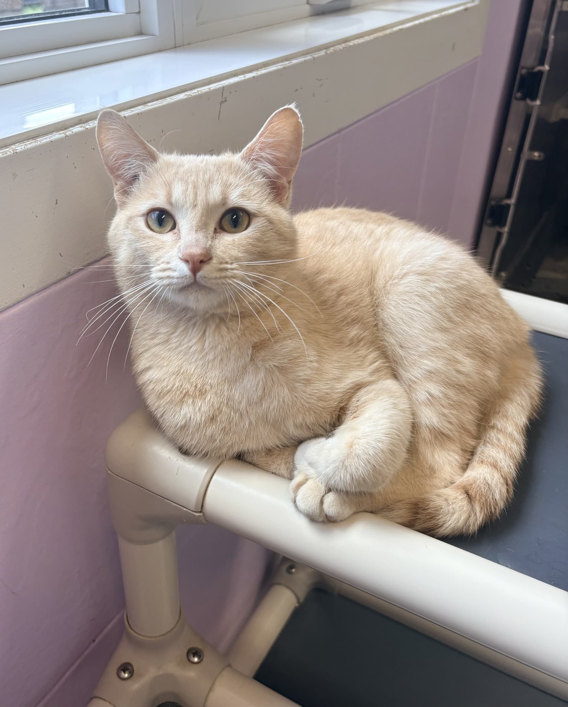 Bradley - DSH cat available for adoption at Cochrane Humane Society in Calgary