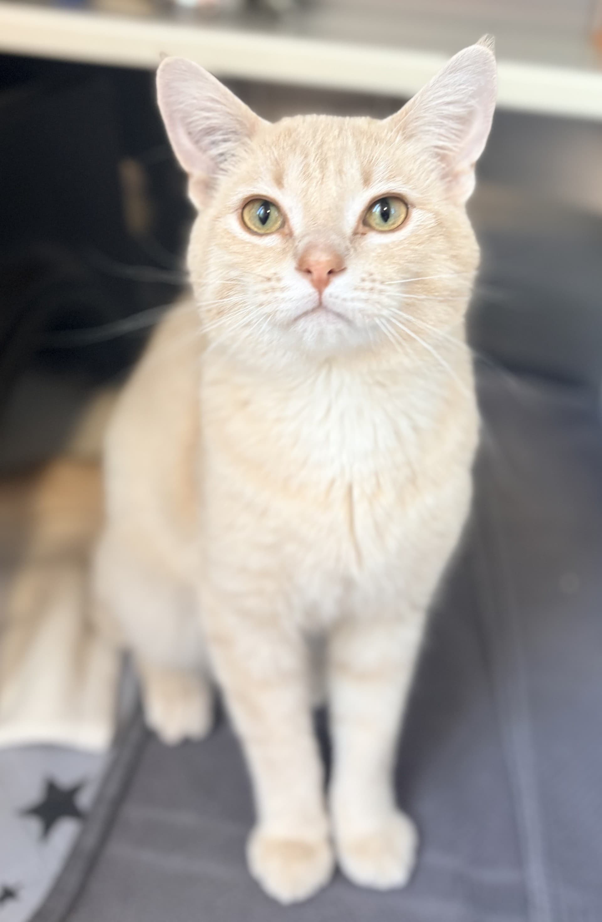 Matthew - DSH cat available for adoption at Cochrane Humane Society in Calgary