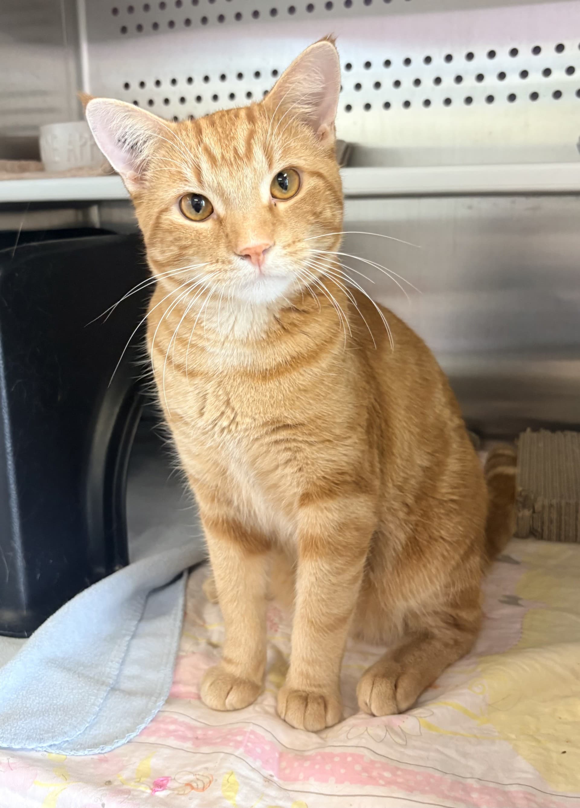 Sunny - DSH cat available for adoption at Cochrane Humane Society in Calgary