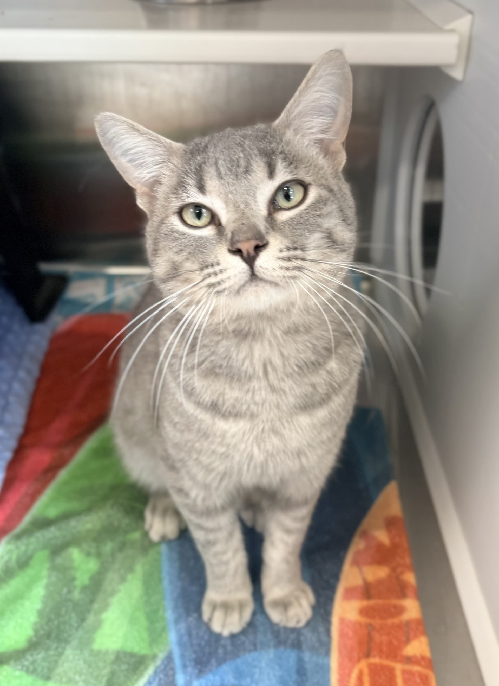 Grey - DSH cat available for adoption at Cochrane Humane Society in Calgary