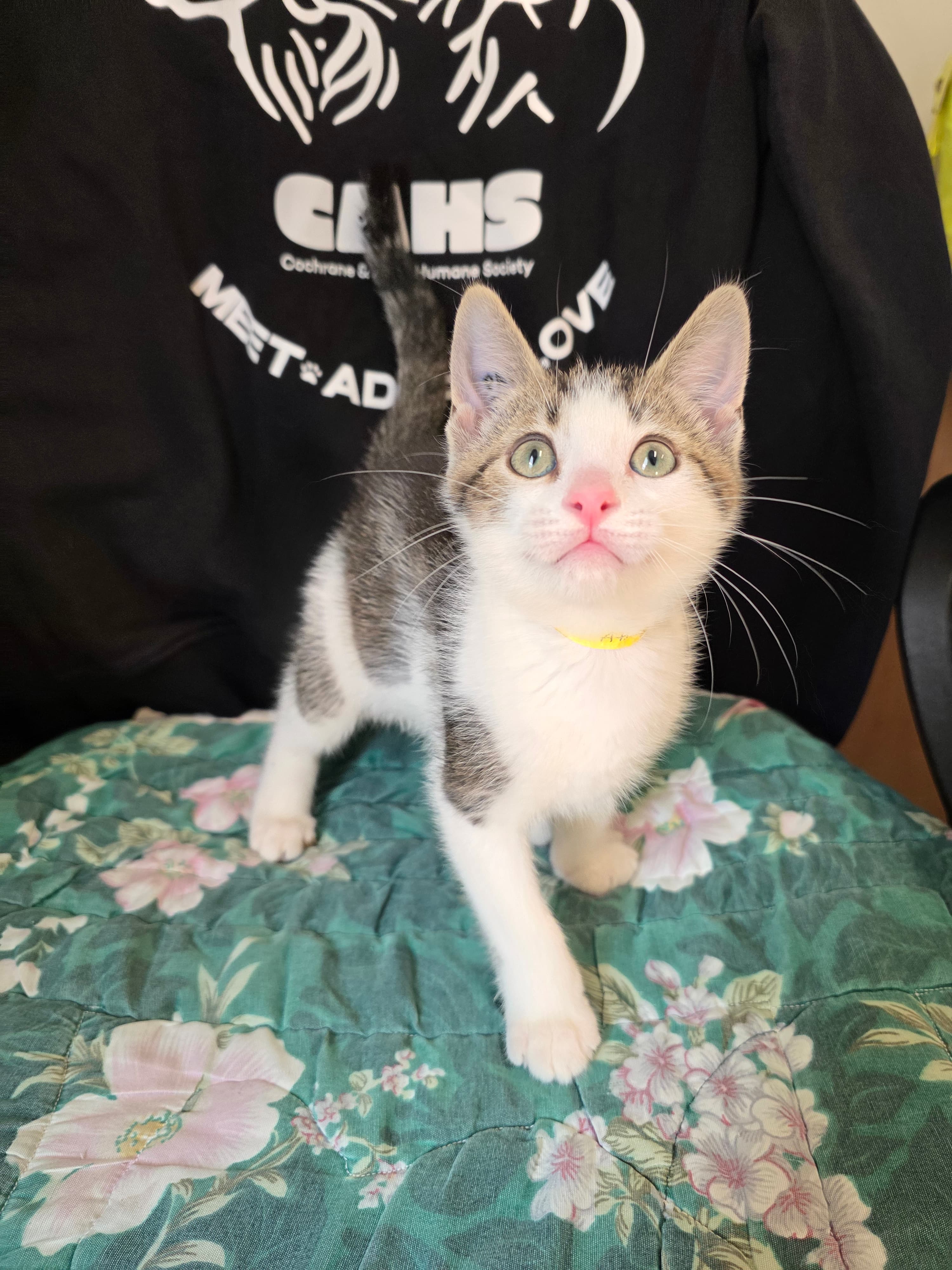Athos - DSH cat available for adoption at Cochrane Humane Society in Calgary