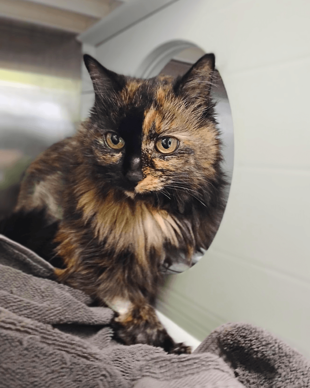 Tyla - DLH cat available for adoption in Calgary