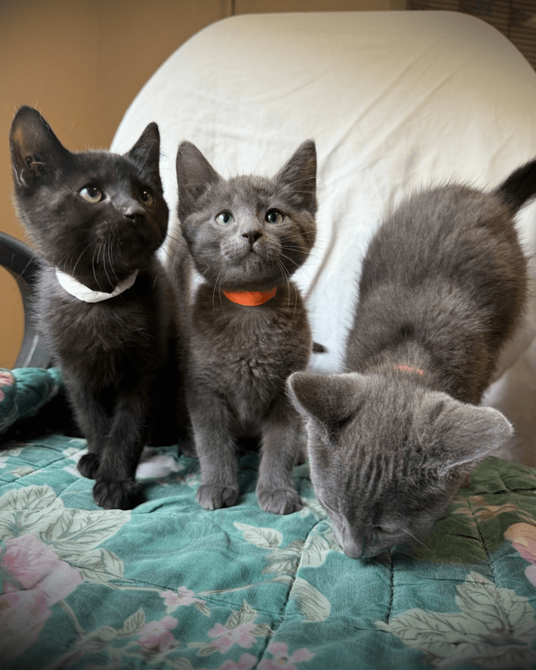 Irish Kittens - DSH cat available for adoption in Calgary