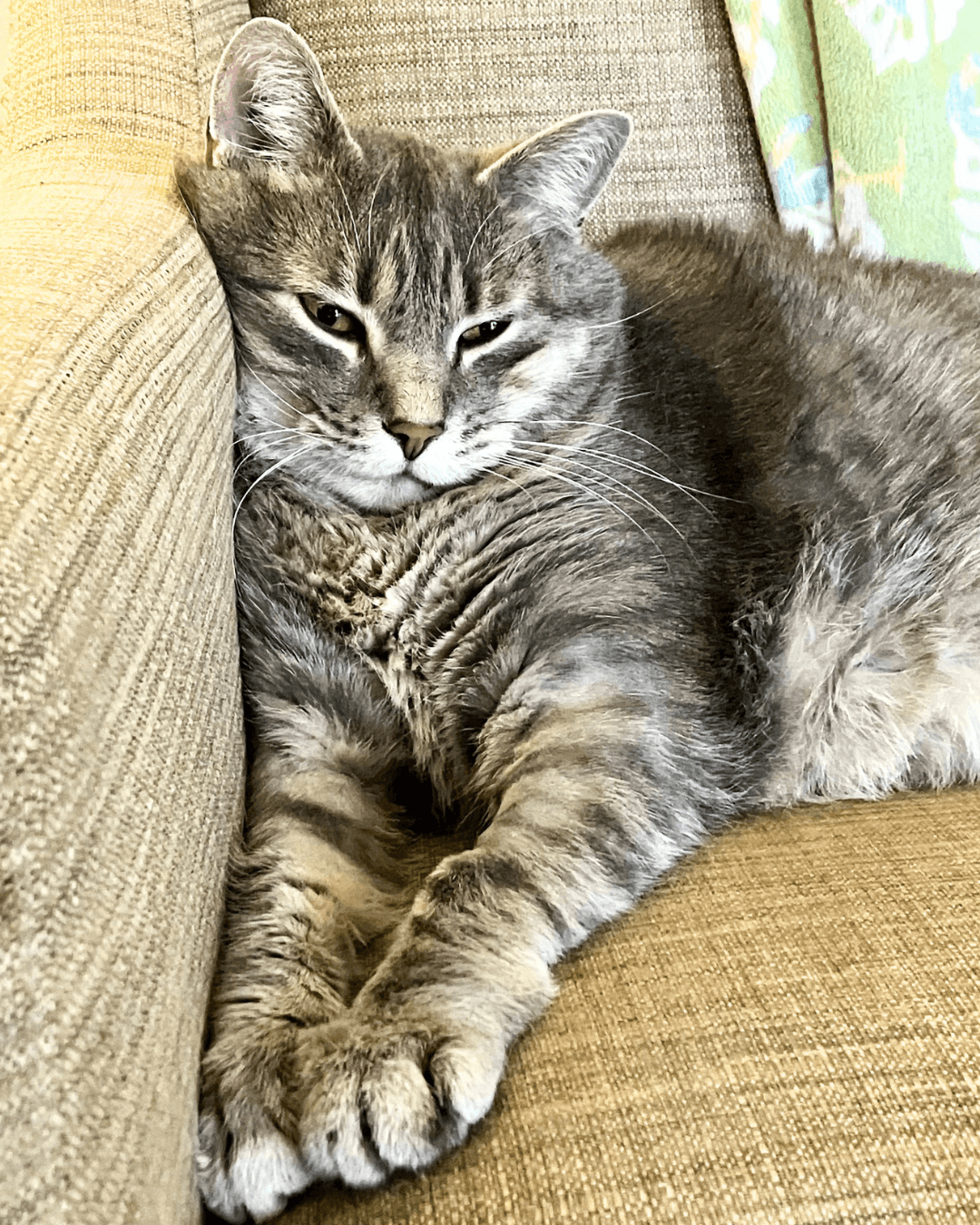 Sharky - DSH cat available for adoption in Calgary