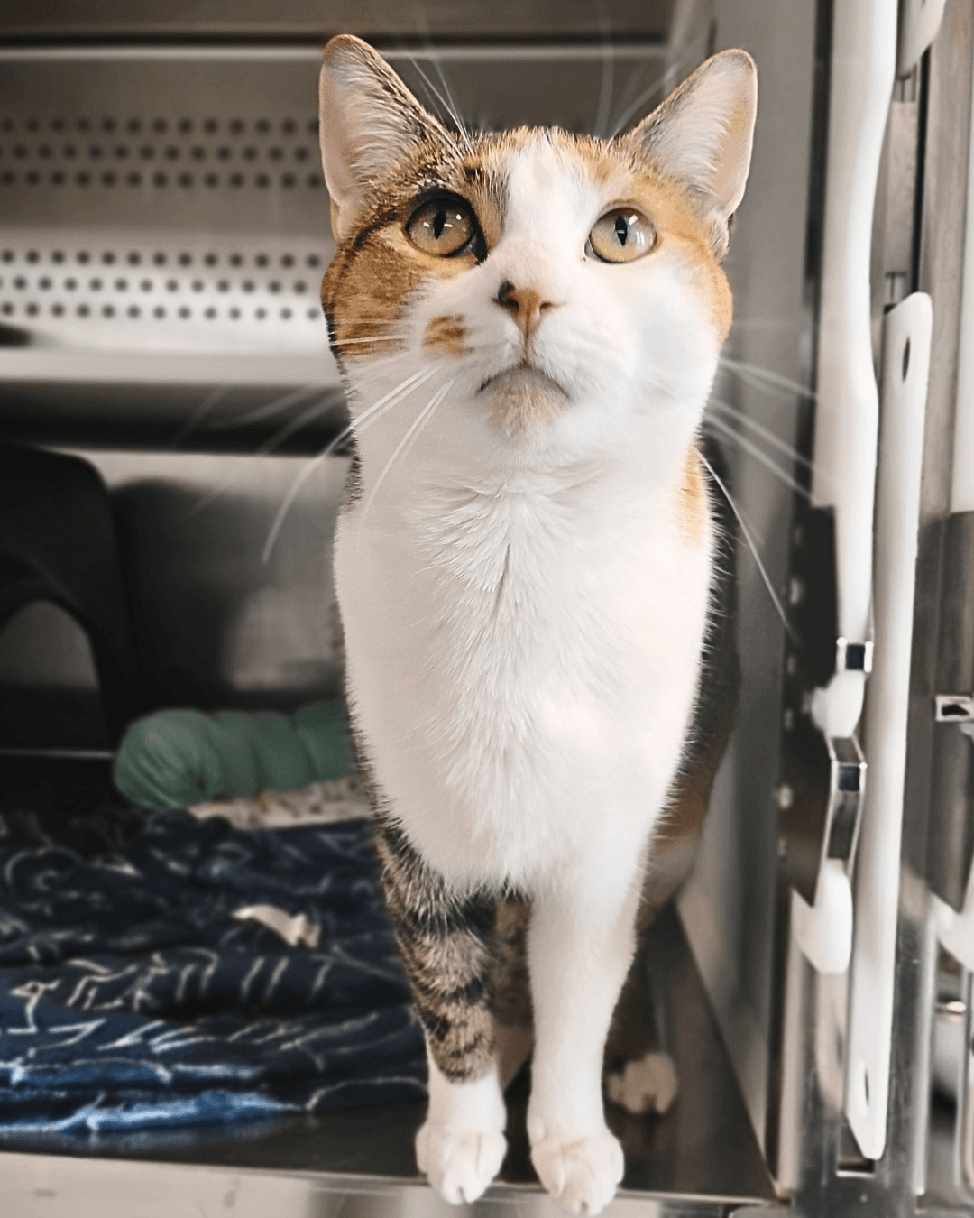 Olivia - DSH cat available for adoption in Calgary