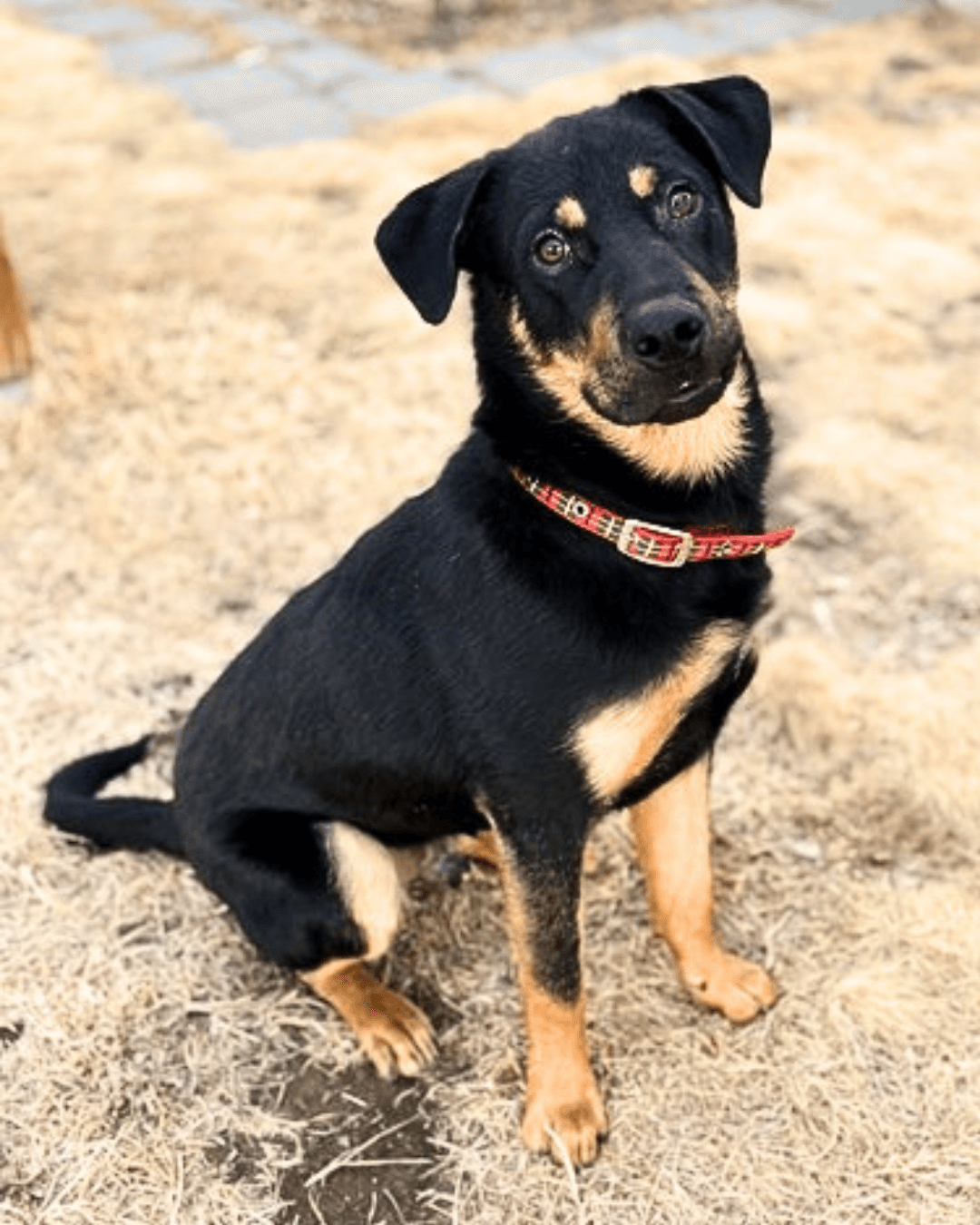 Grover - Mixed available for adoption in Alberta
