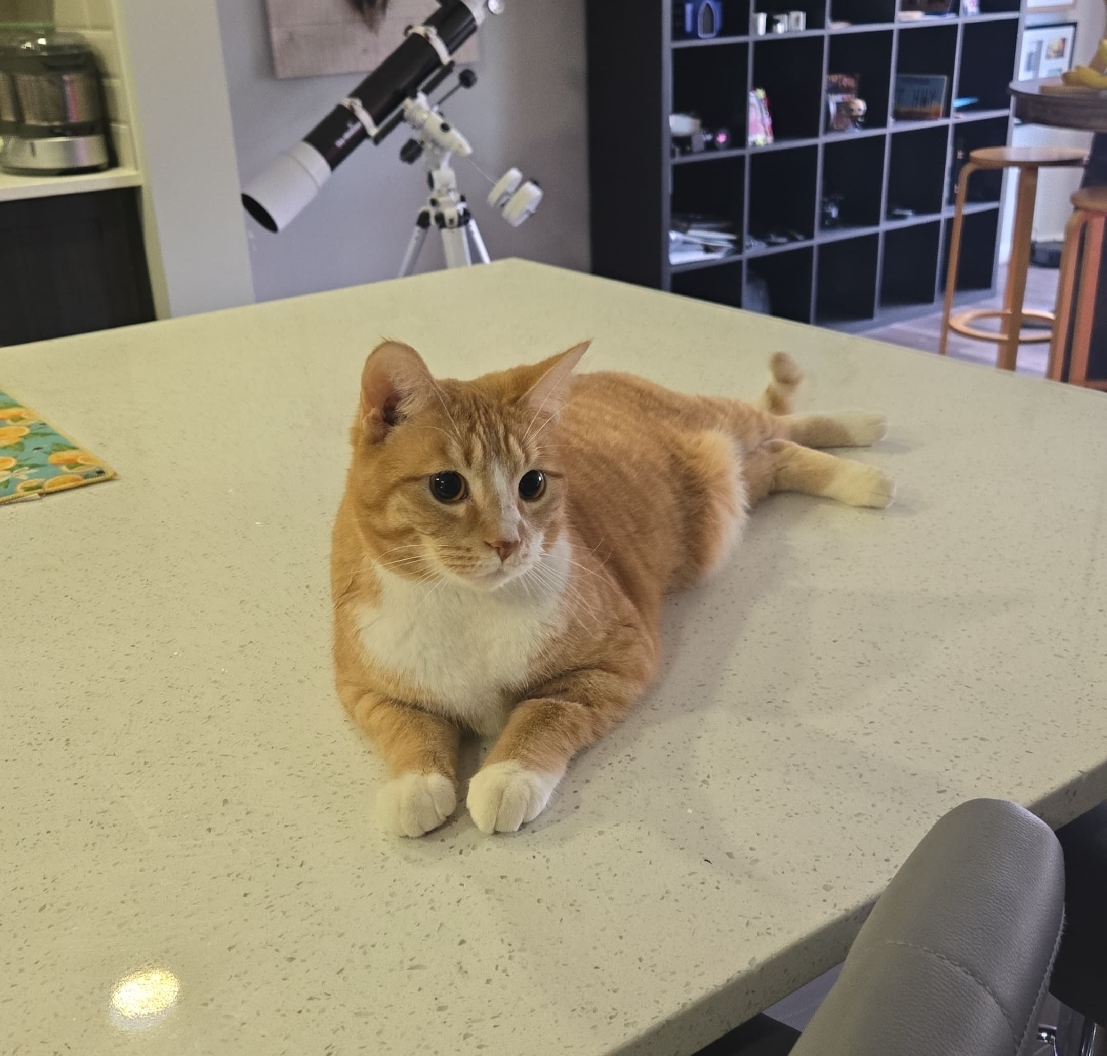 Diego - DSH cat available for adoption at Cochrane Humane Society in Calgary