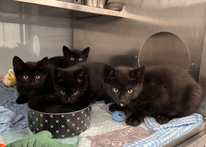 The Fourth Wing Kittens - DSH cat available for adoption at Cochrane Humane Society in Calgary