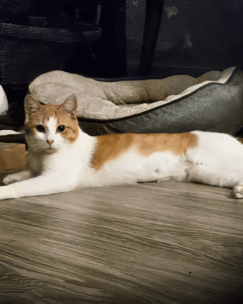 Gabrielle - DSH available for adoption