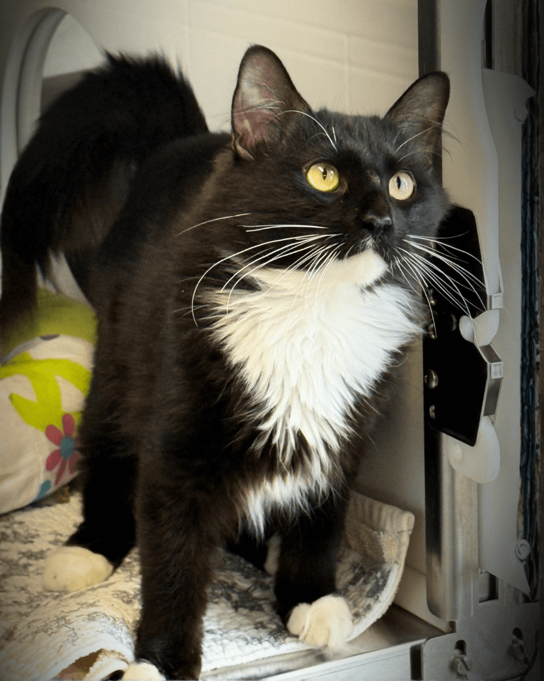 Milo - DSH available for adoption