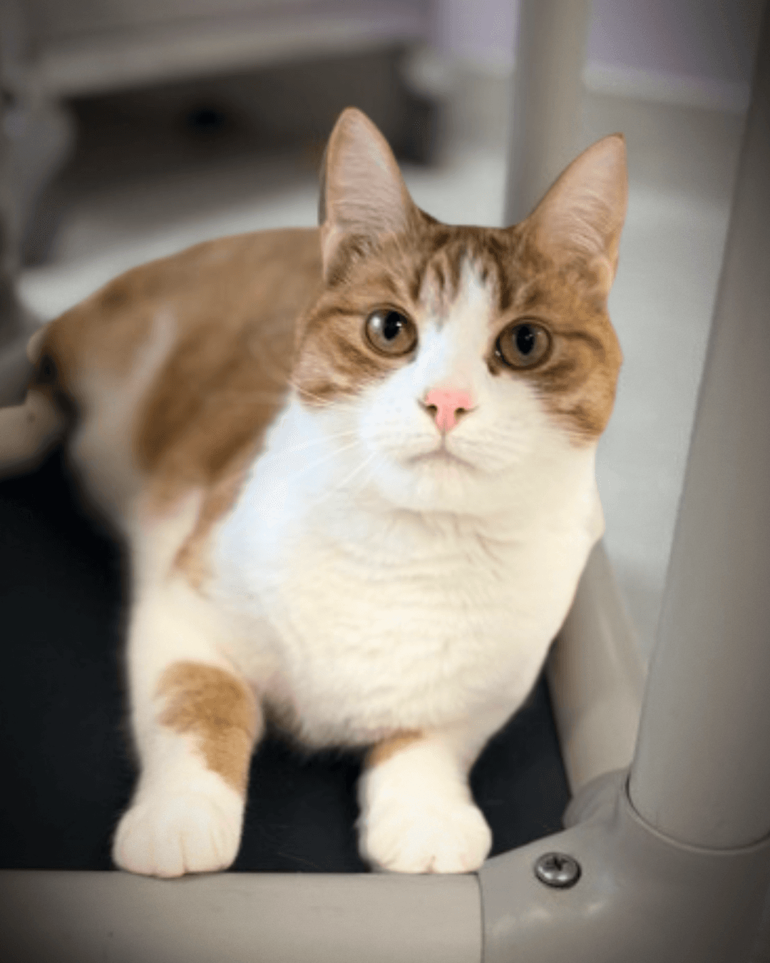 Max - DSH cat available for adoption at Cochrane Humane Society in Calgary
