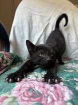 Rowan - DSH available for adoption