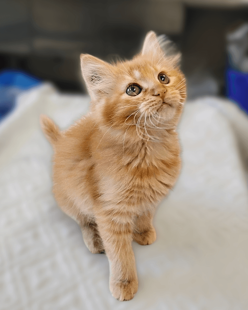 Ivy - Domestic Medium Hair cat available for adoption at Cochrane Humane Society in Calgary