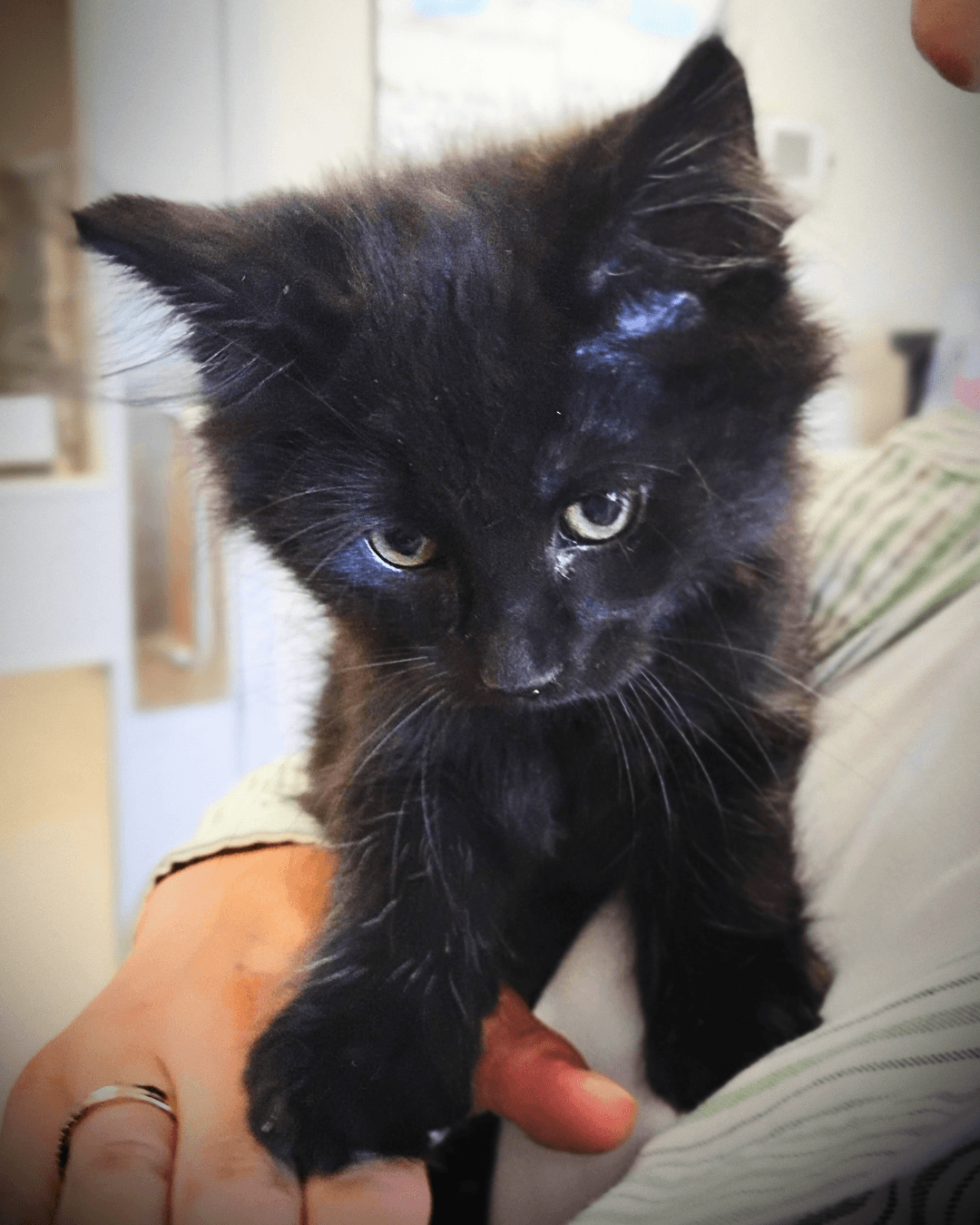 Thurman - DSH available for adoption