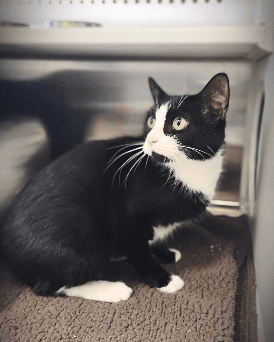 Mela - DSH cat available for adoption at Cochrane Humane Society in Calgary